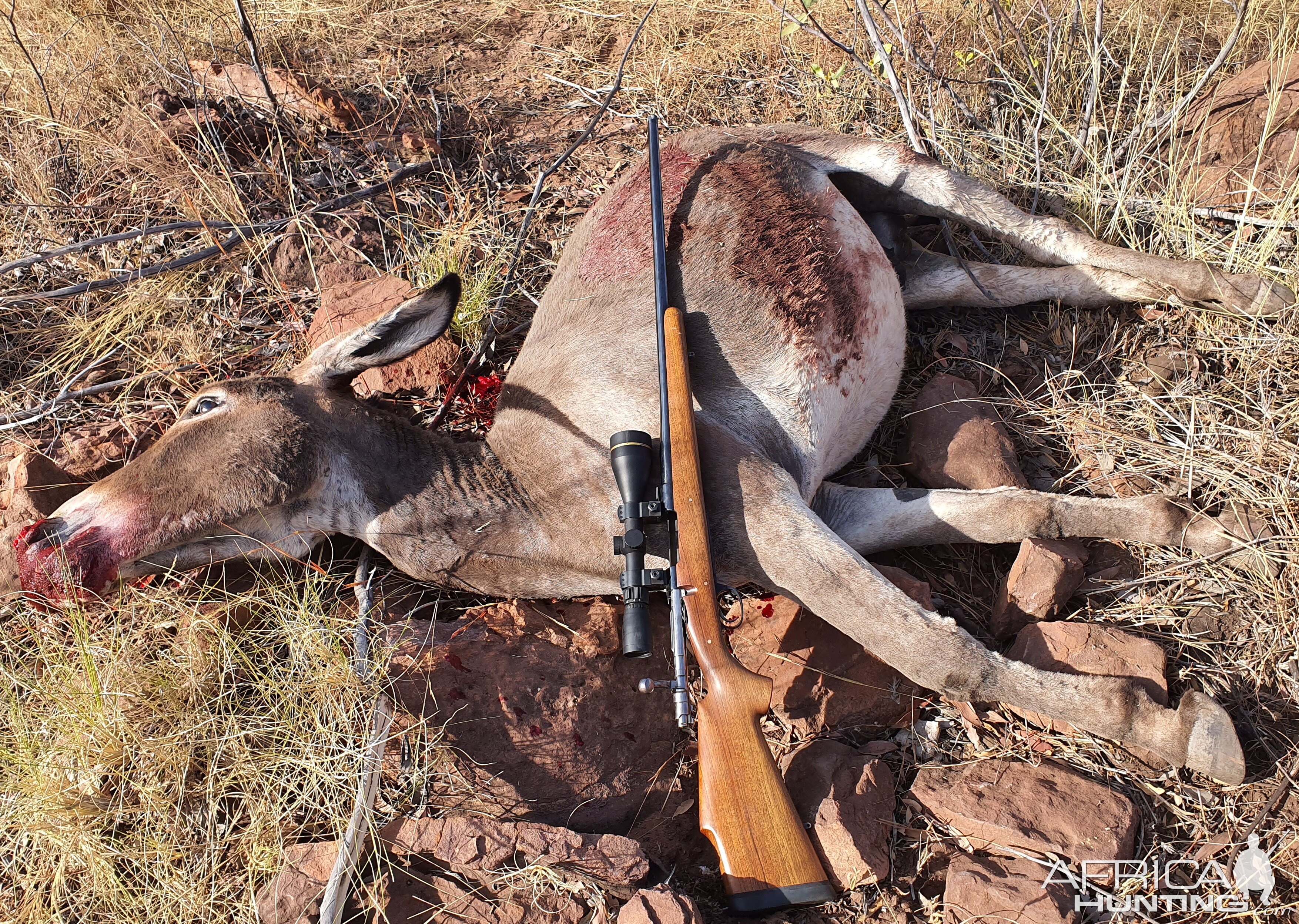 Australia Hunting Feral Donkey