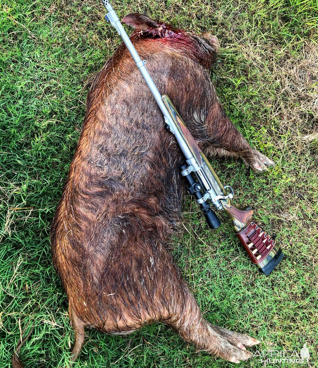 Australia Hunting Feral Pig