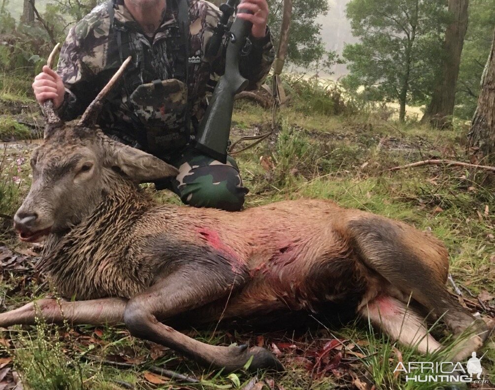 Australia Hunting Red Deer