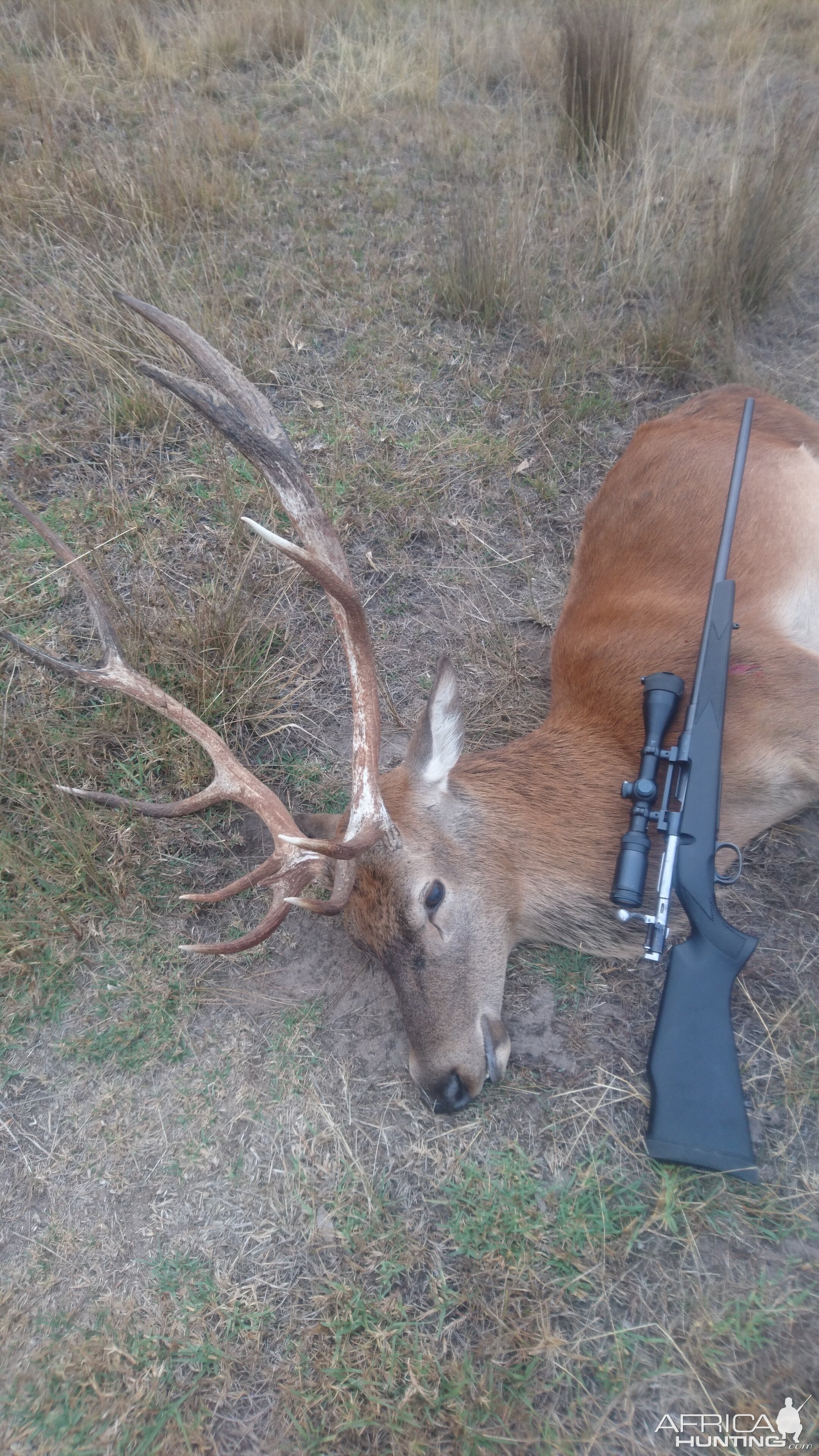 Australia Hunting Red Stag