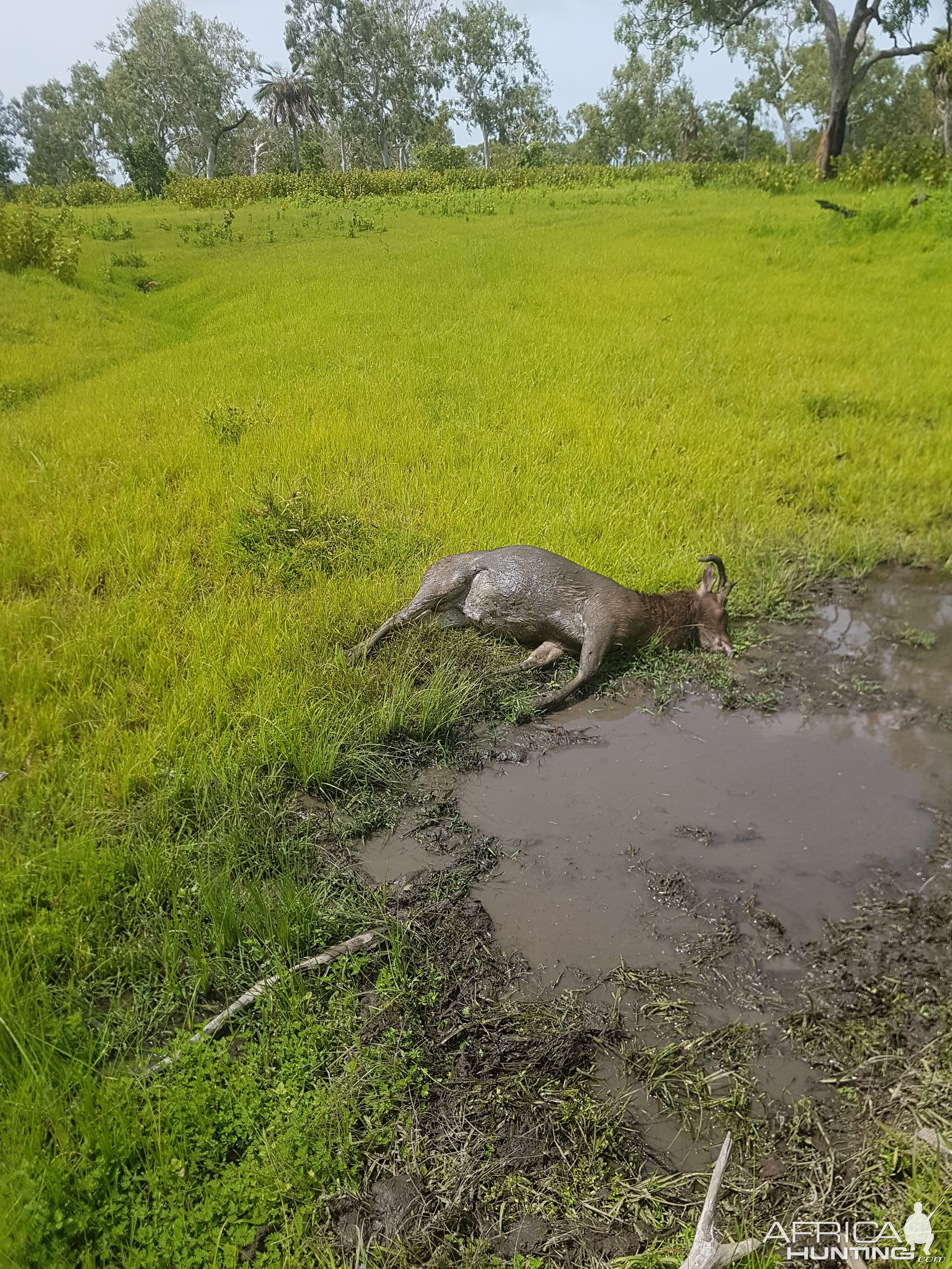 Australia Hunting Rusa Deer