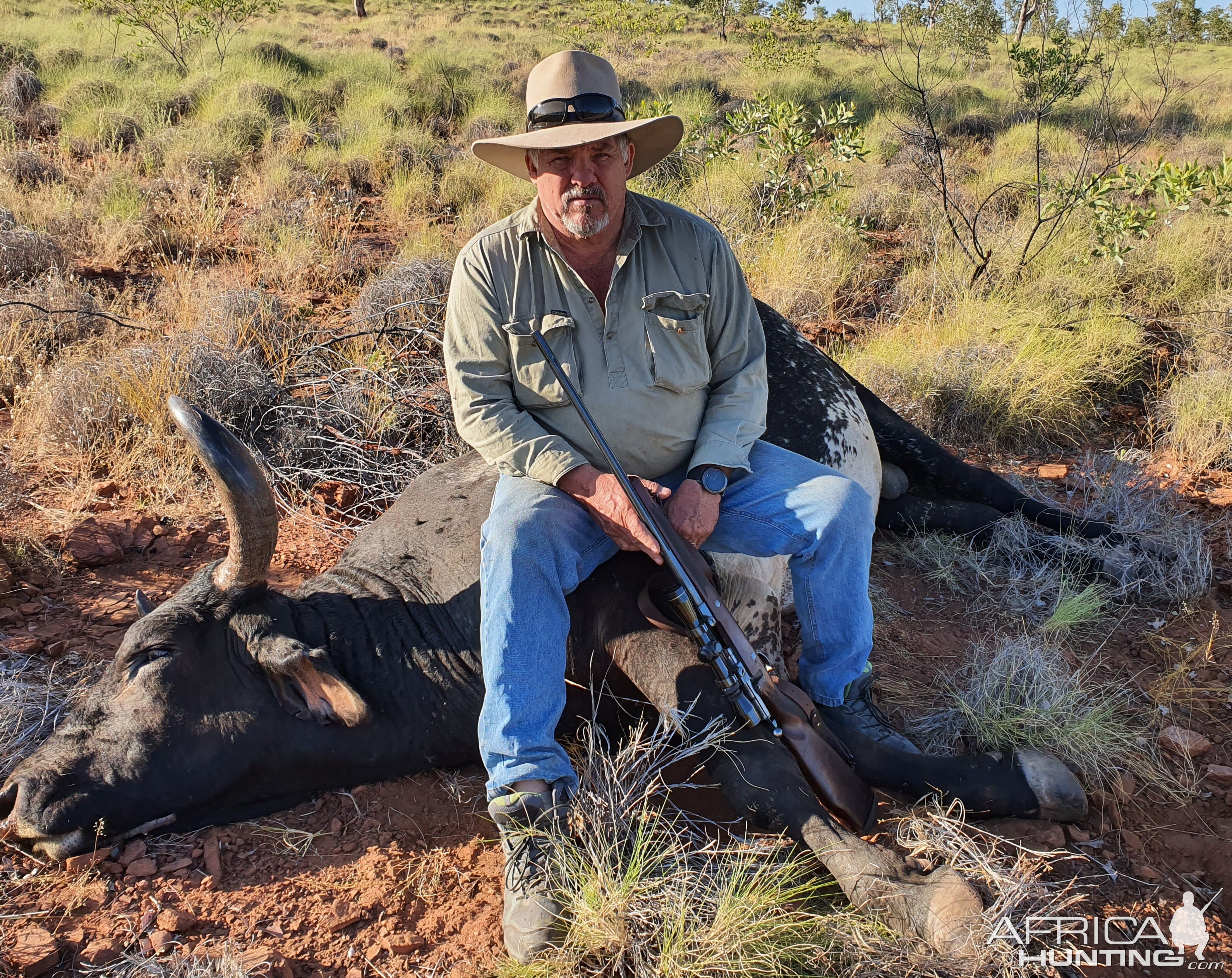 Australia Hunting Scrub Bull