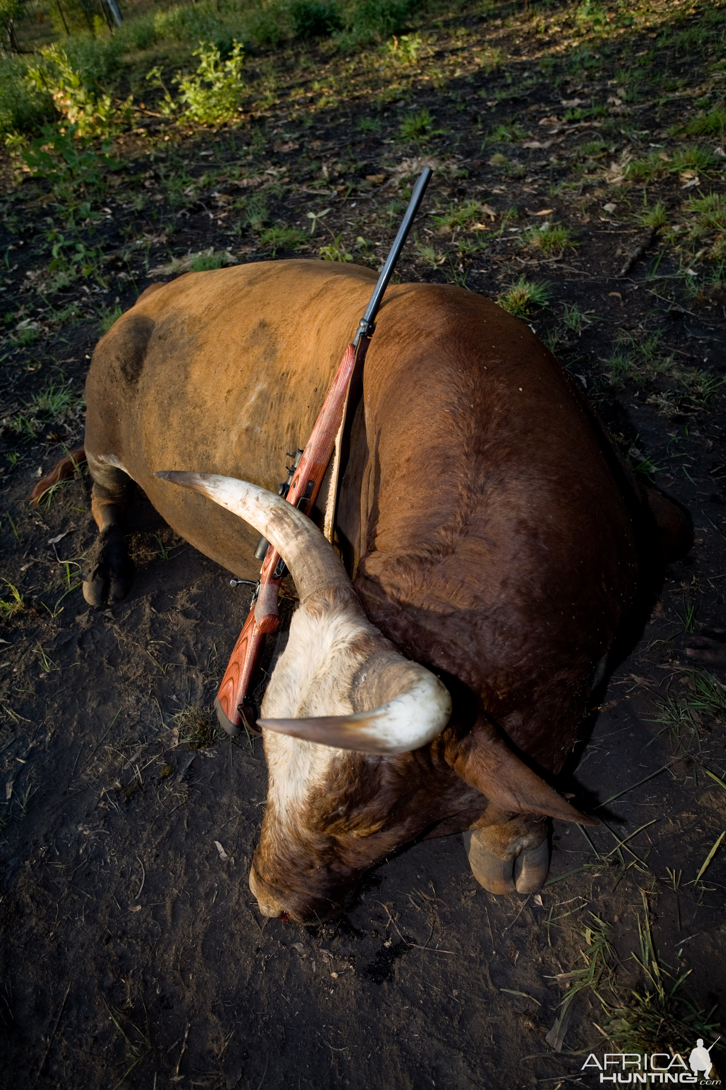 Australia Hunting Scrub Bull