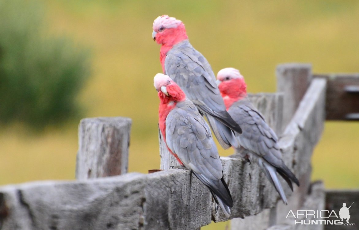 Australian Galahs