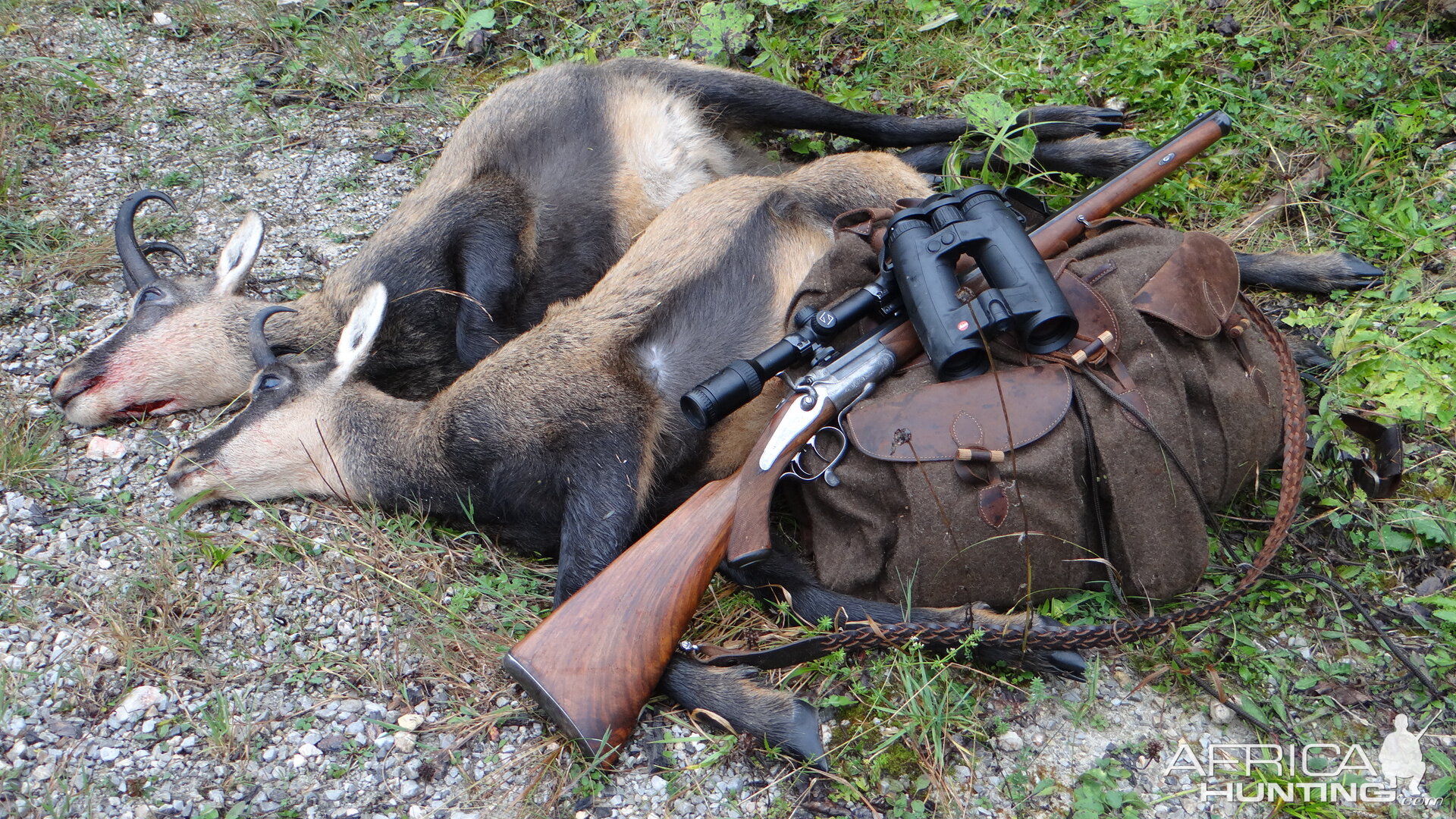 Austria Hunting Chamois