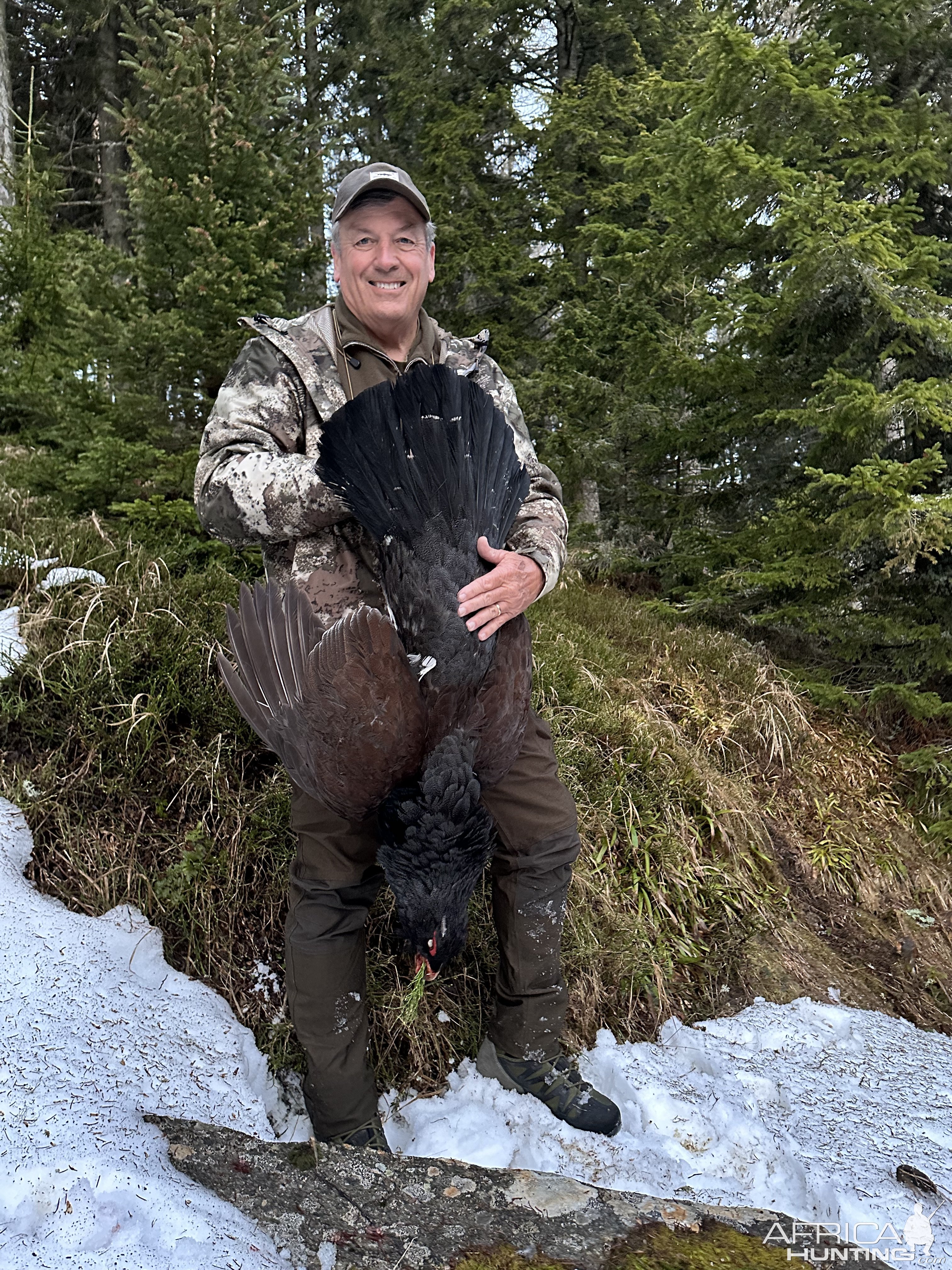 Austrian Capercaillie (Auerhahn)