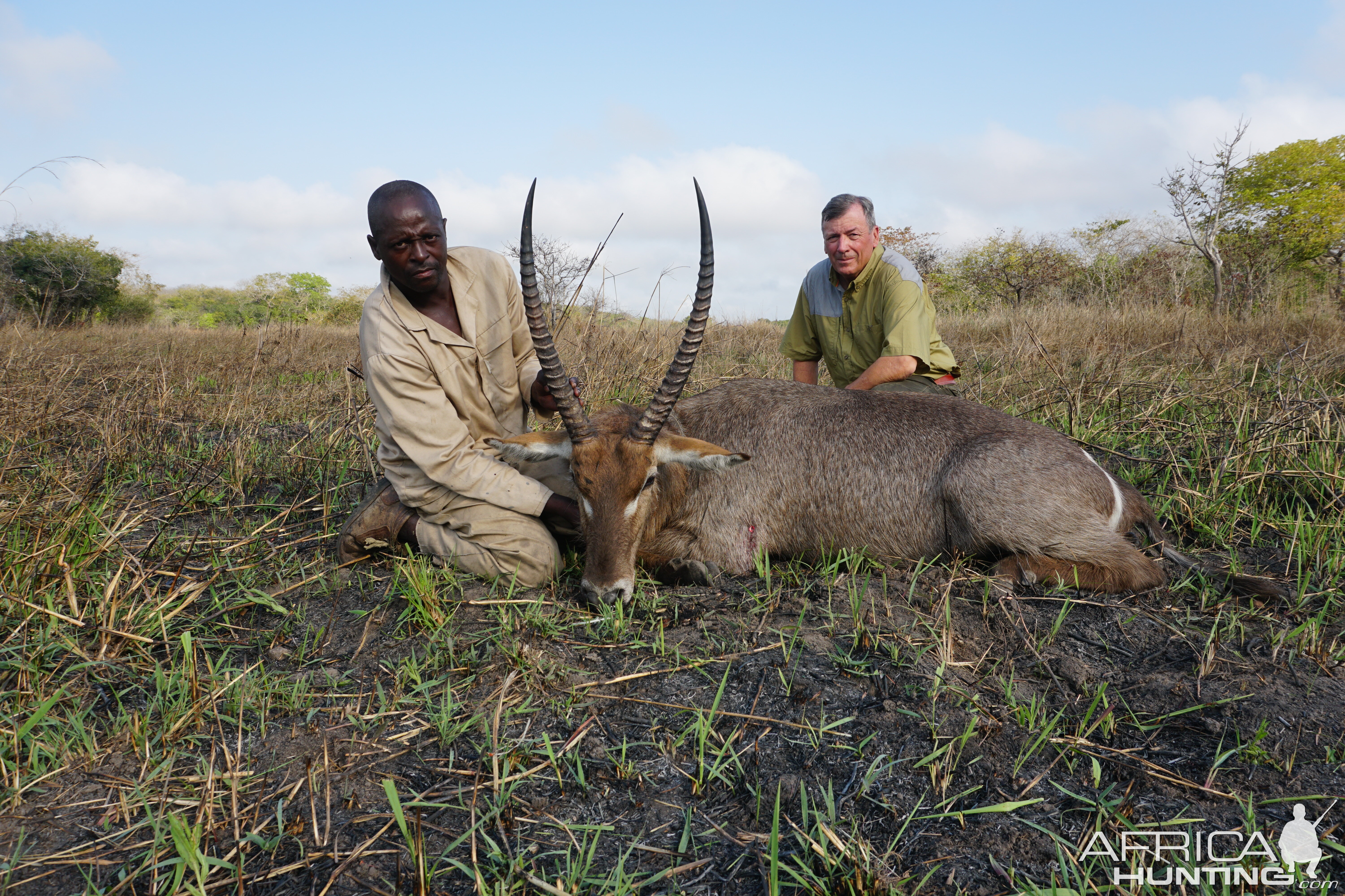 Average Mozambique Waterbuck