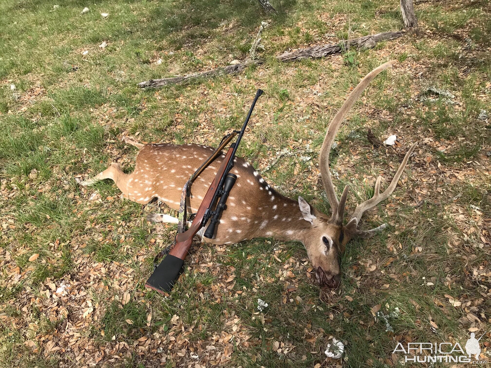 Axis Deer Hunting USA