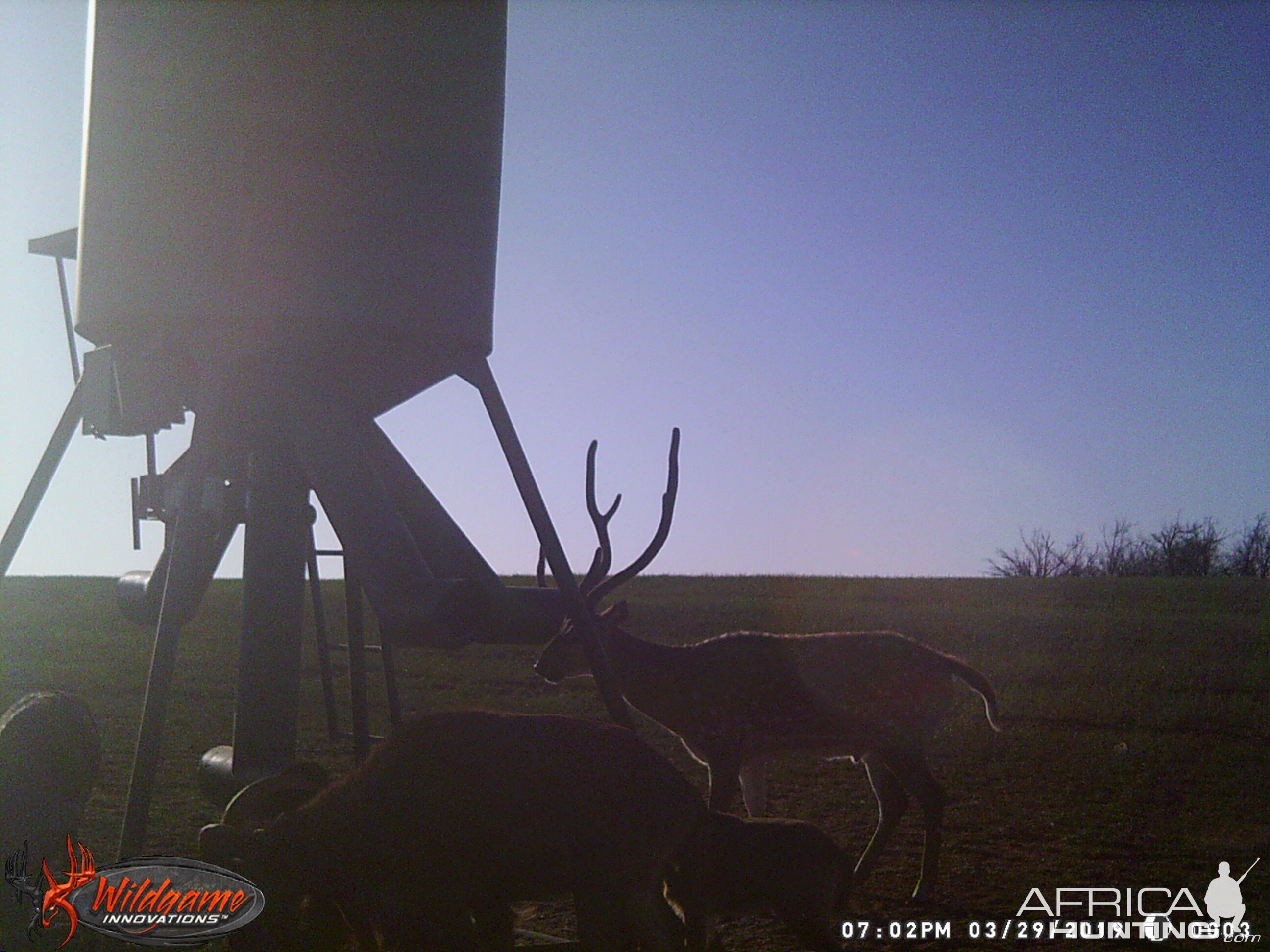 Axis Deer Trail Cam Pictures Texas USA