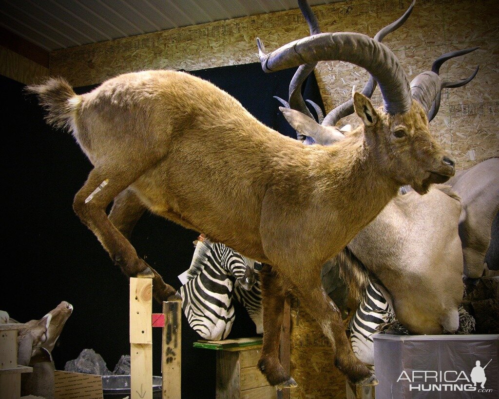 Azerbaijan Dagestan Tur Full Mount Taxidermy