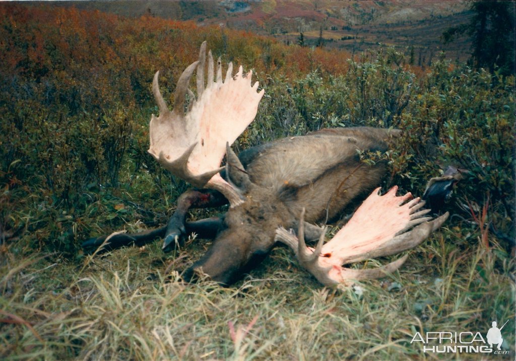 B&C Alaska-Yukon Moose
