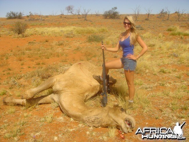 Babe Hunting Camel