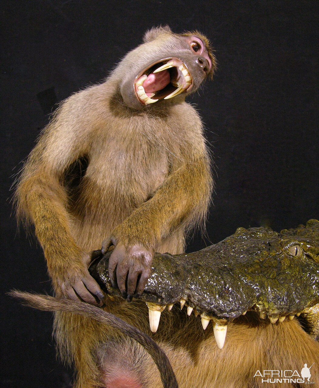 Baboon & 13.4 Foot Crocodile Full Mount Taxidermy