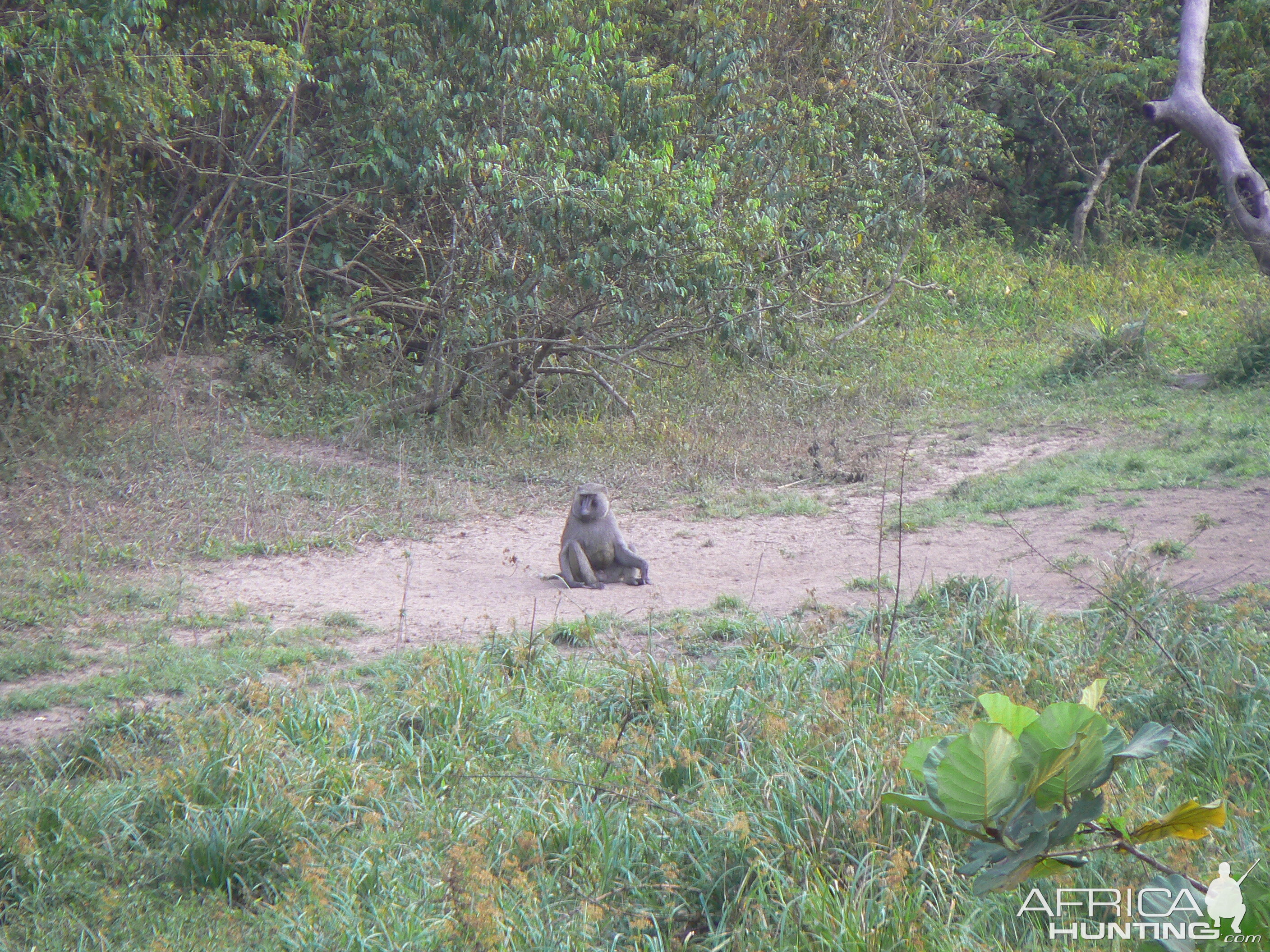 Baboon Central African Republic