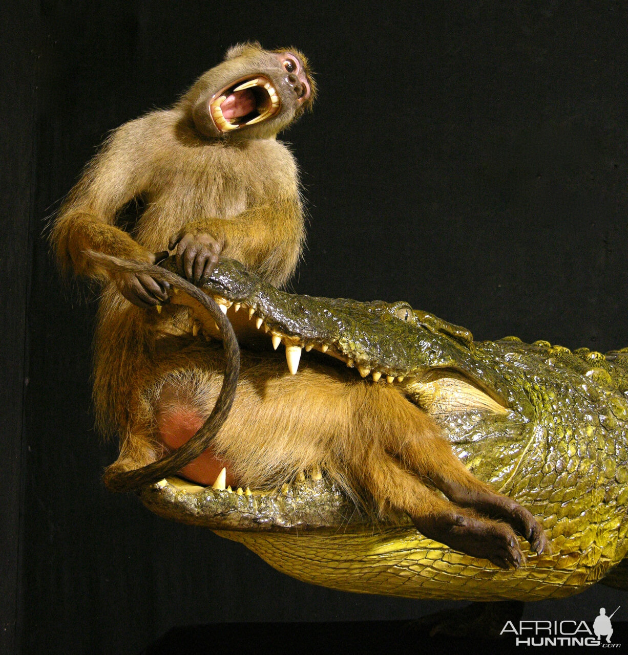 Baboon & Crocodile Full Mount Taxidermy