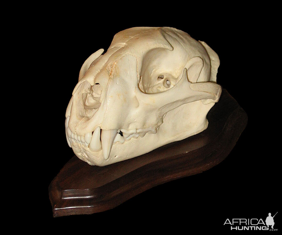 Baboon European Skull Mount