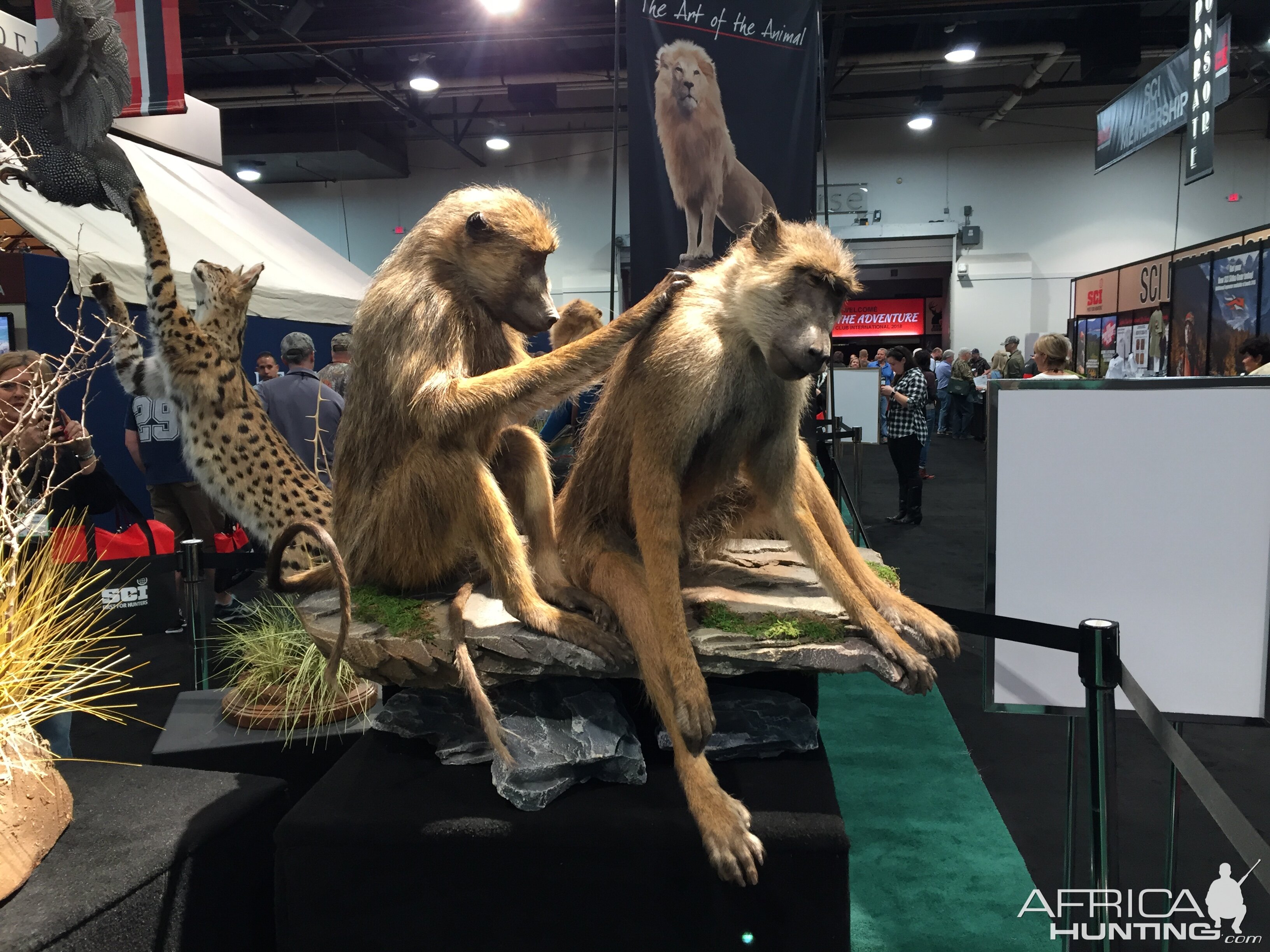 Baboon Full Mount Taxidermy