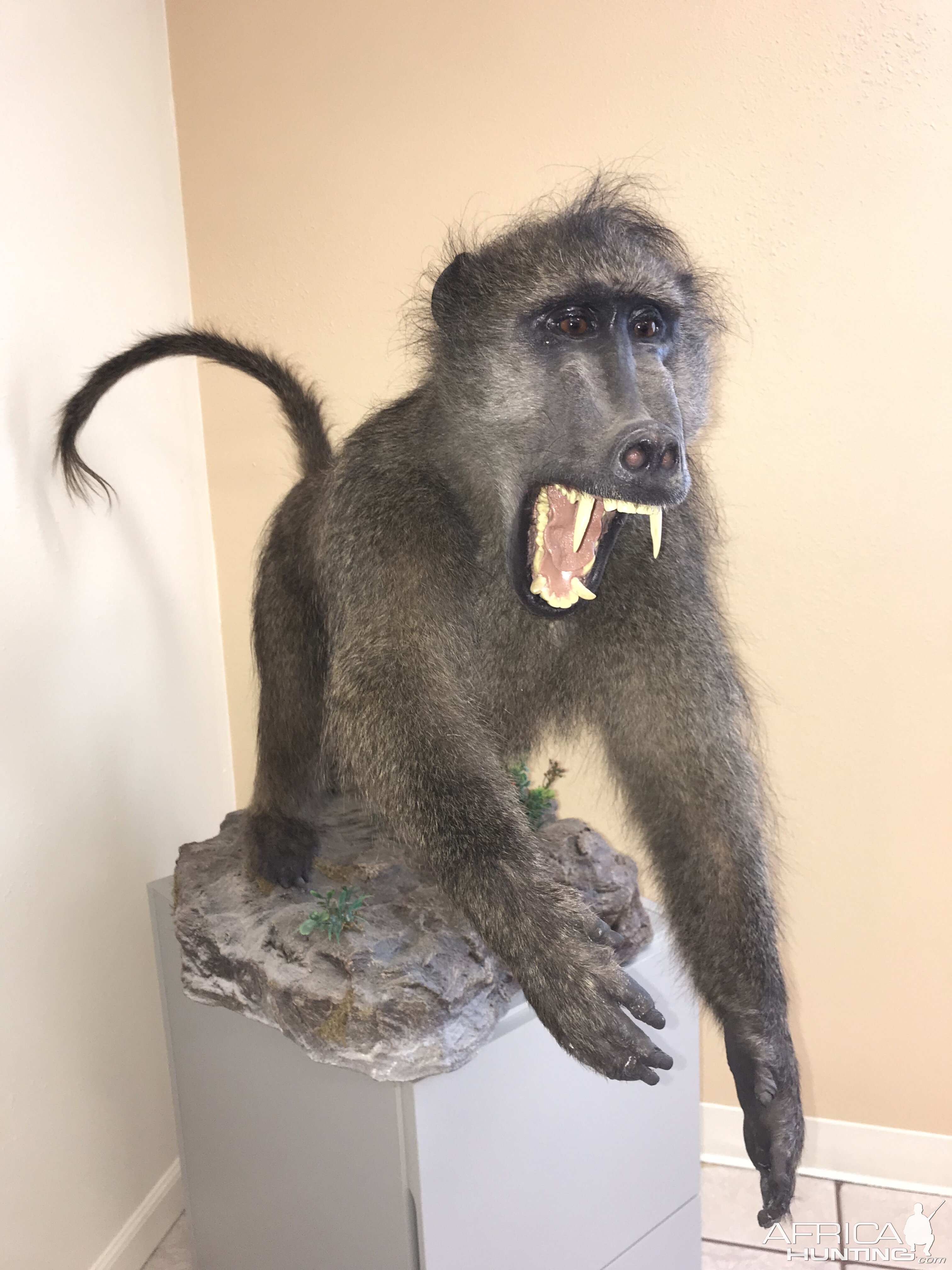 Baboon Full Mount Taxidermy