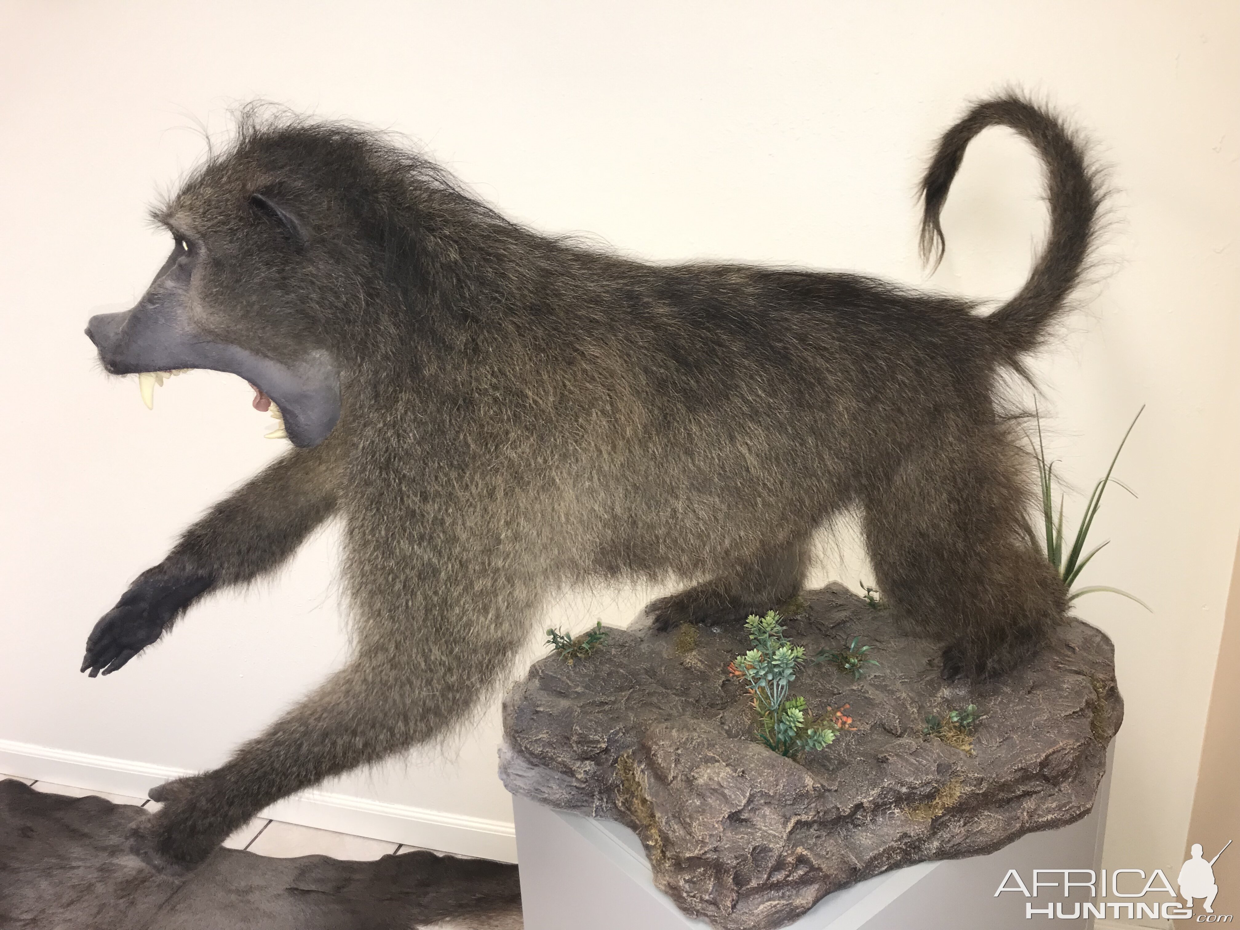 Baboon Full Mount Taxidermy | AfricaHunting.com