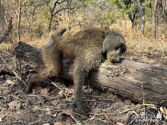 Baboon Hunt Cameroon