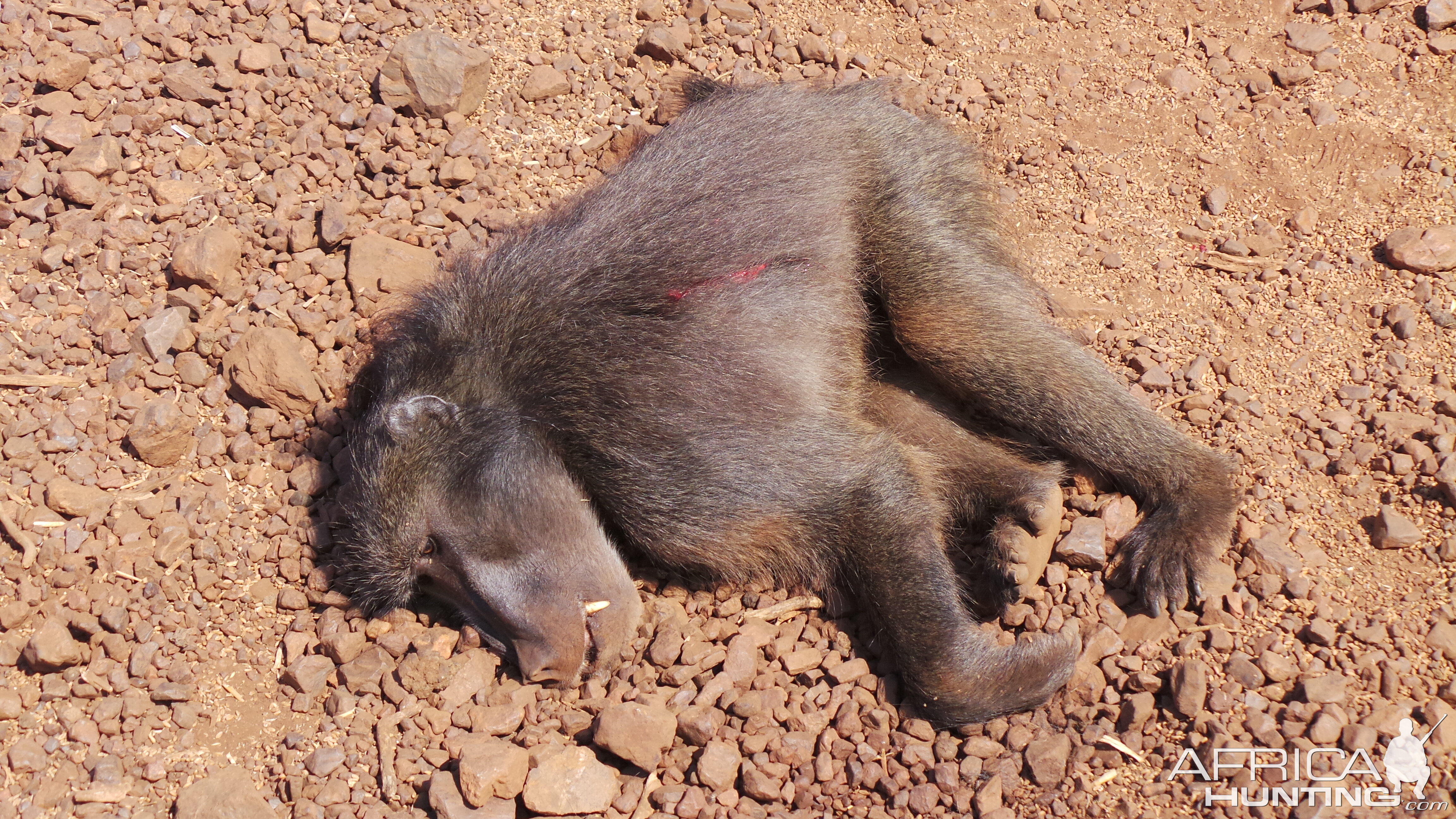 Baboon Hunt in South Africa