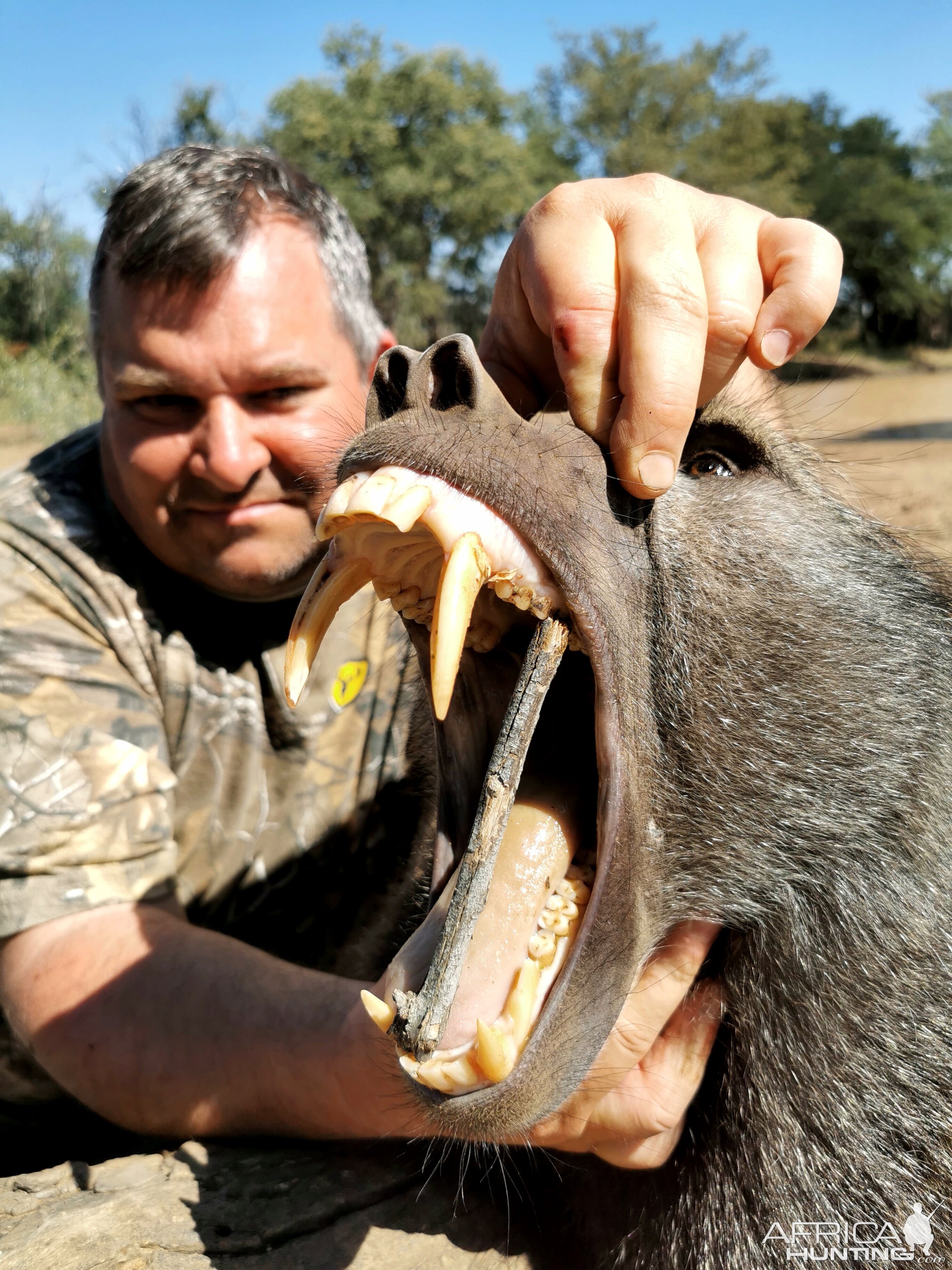 Baboon Hunt Limpopo South Africa