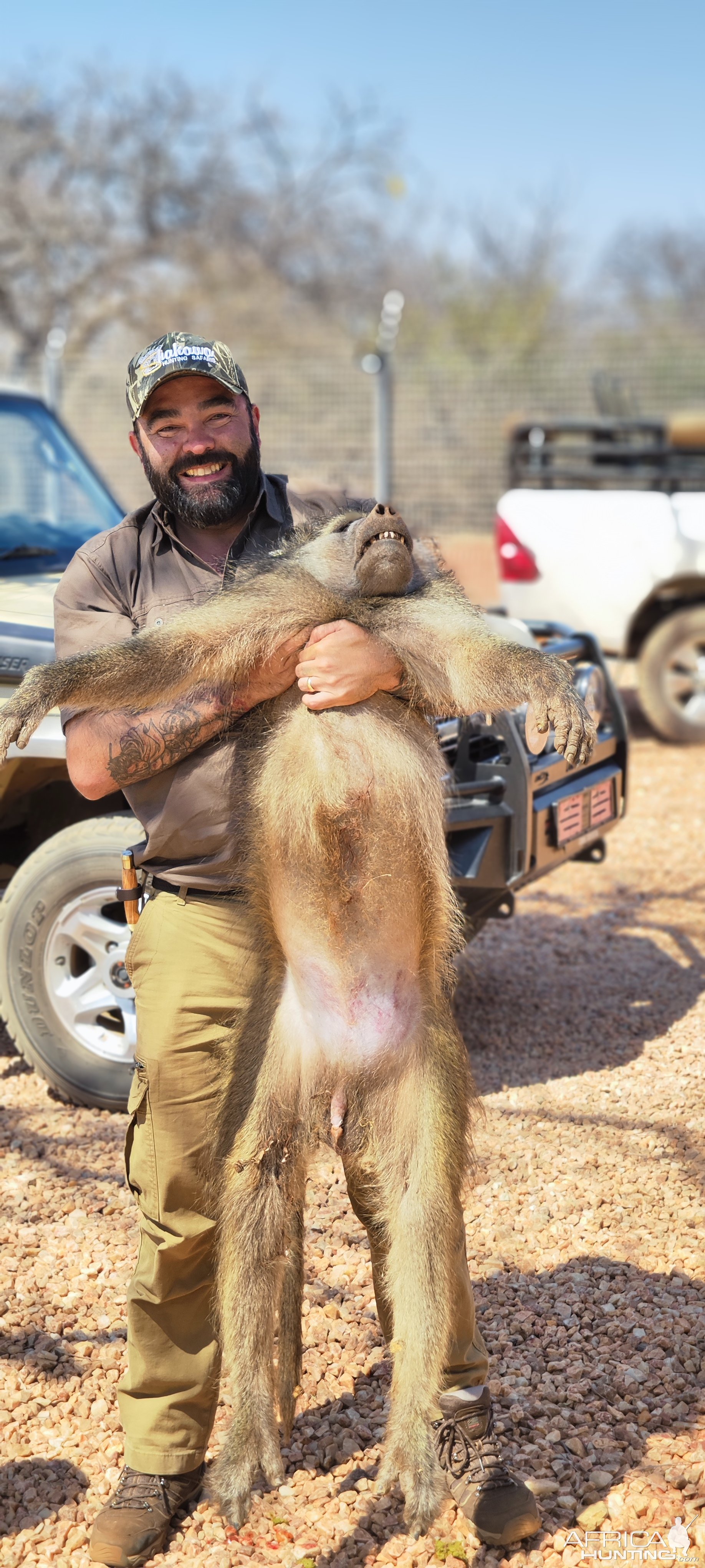 Baboon Hunt Limpopo South Africa