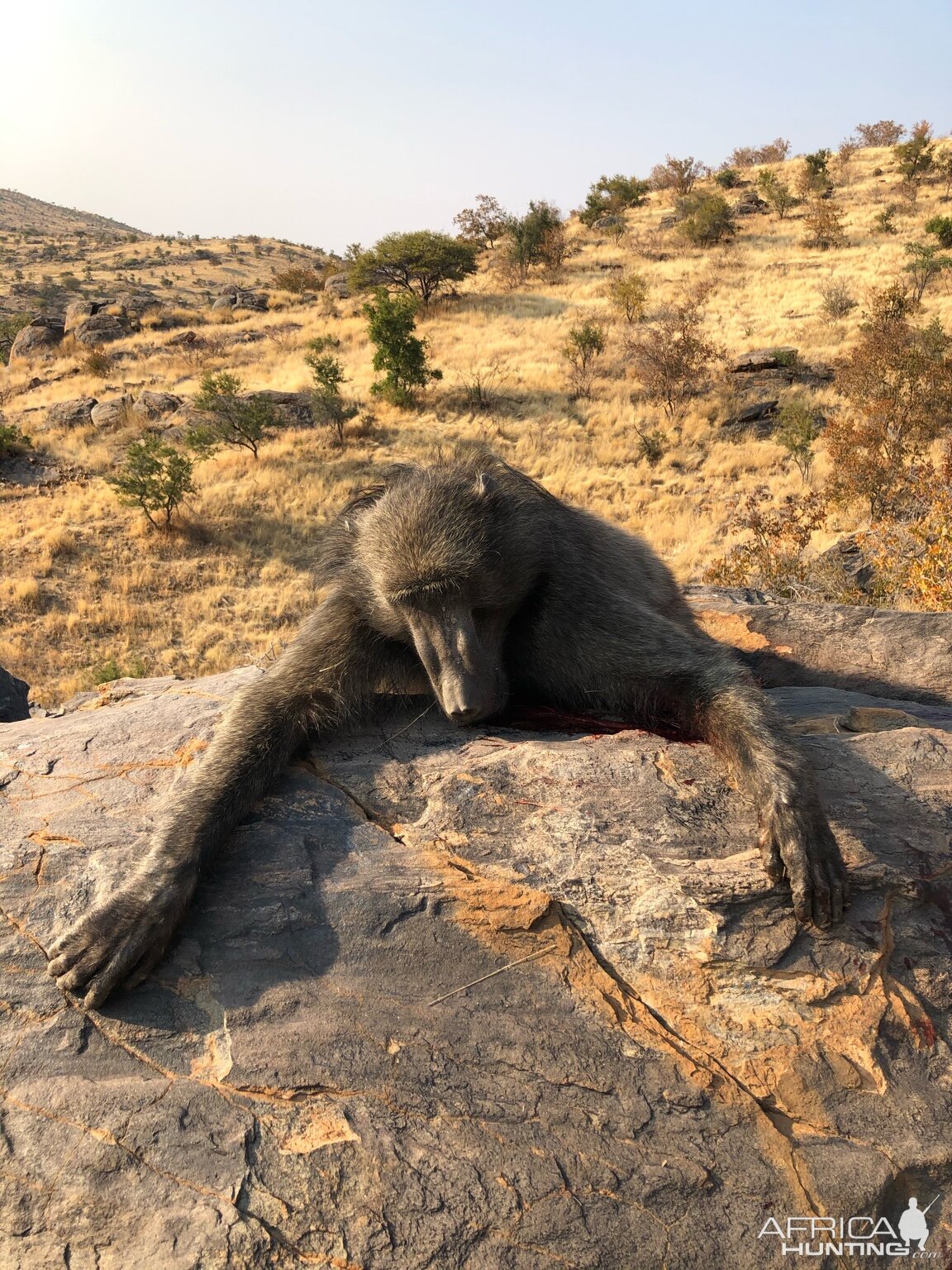 Baboon Hunt Namibia