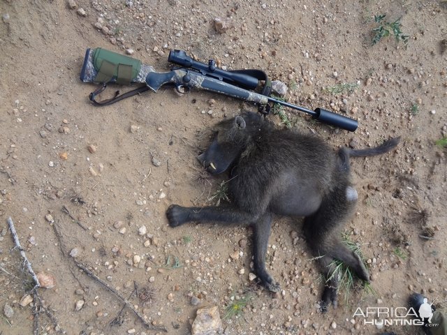 Baboon Hunt