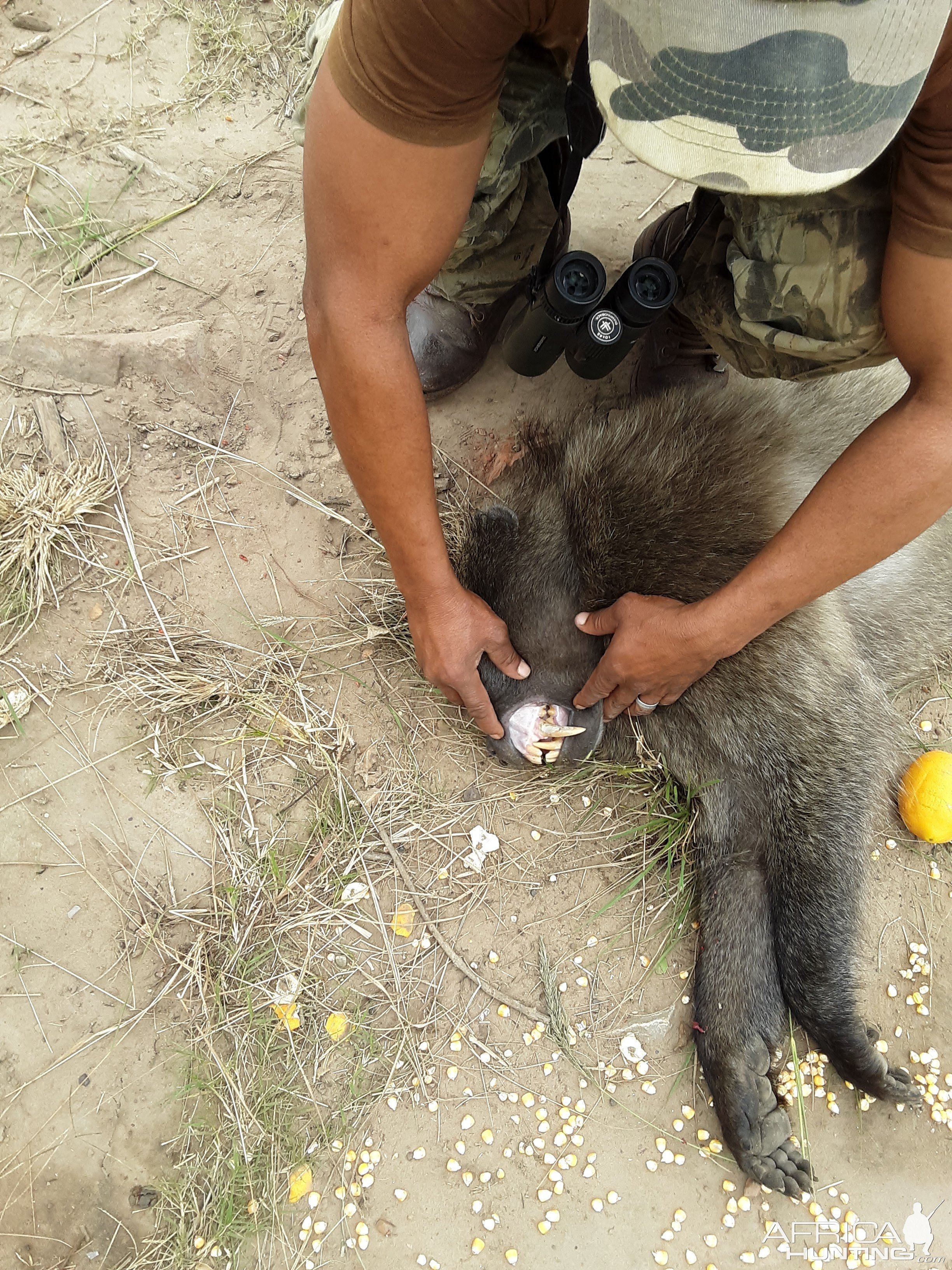 Baboon Hunt