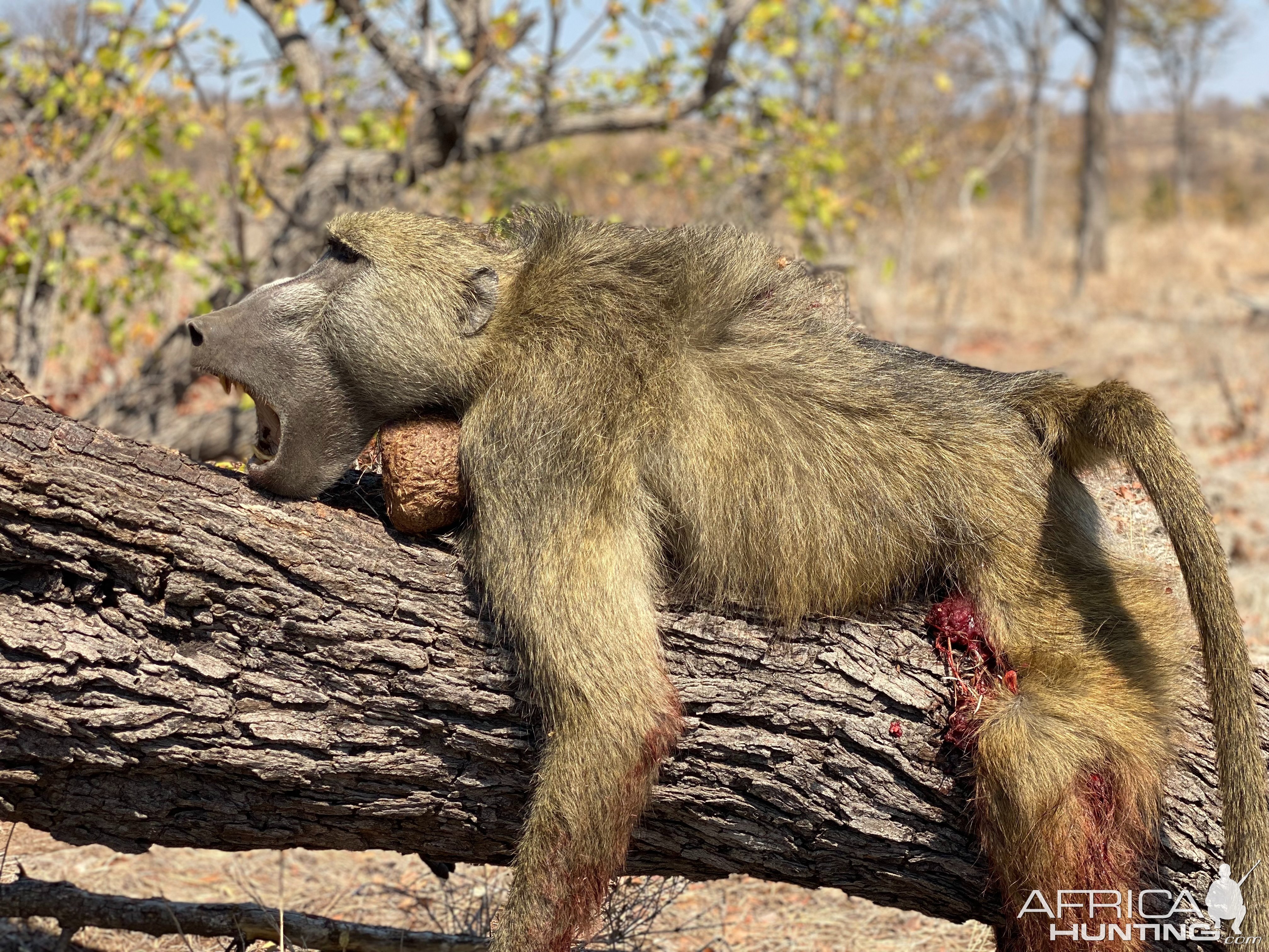 Baboon Hunt