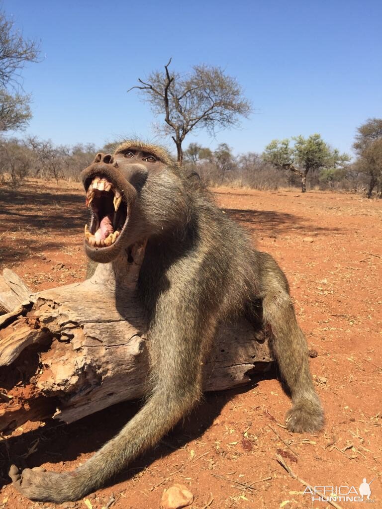 Baboon Hunting in South Africa