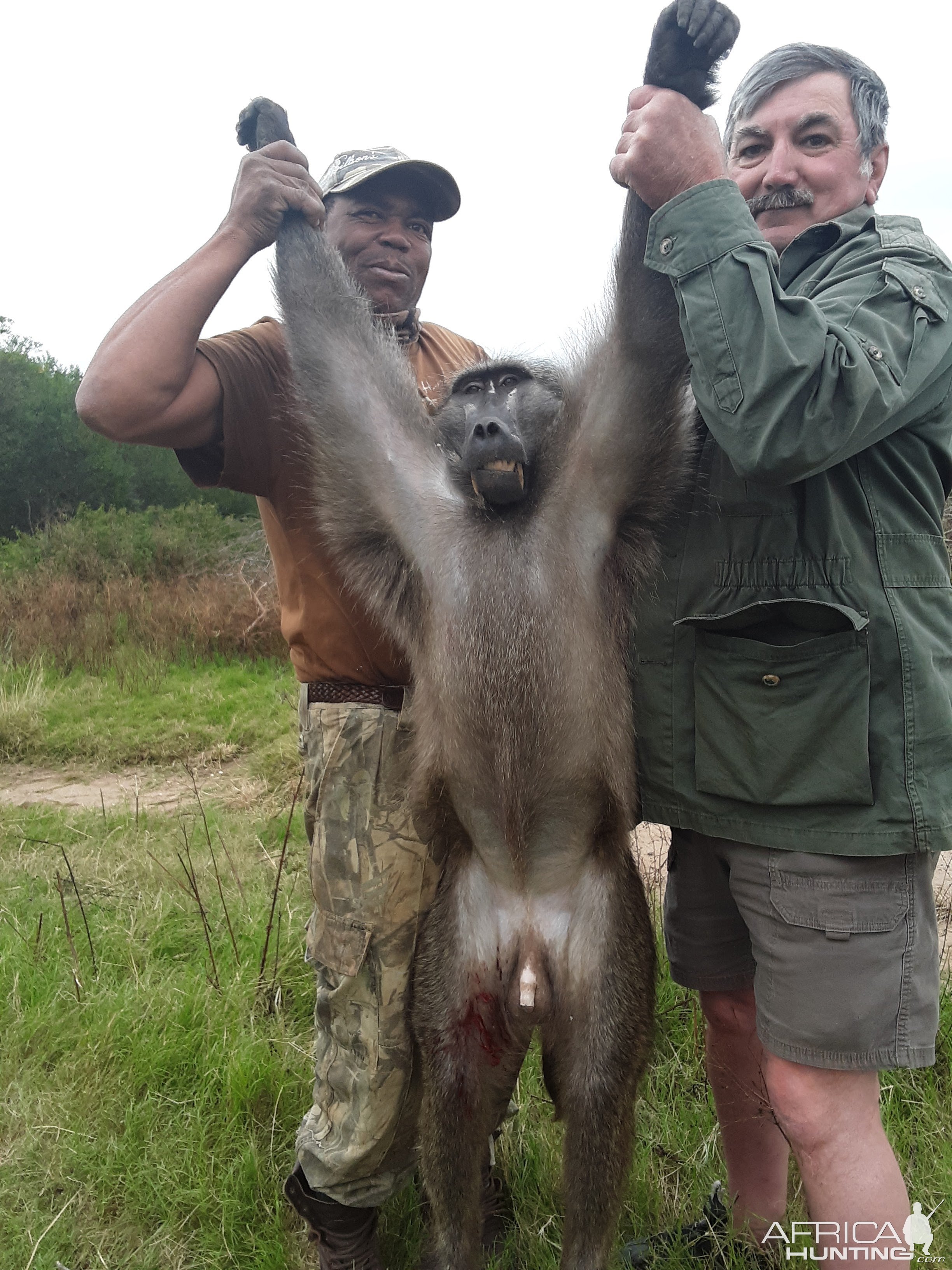 Baboon Hunting