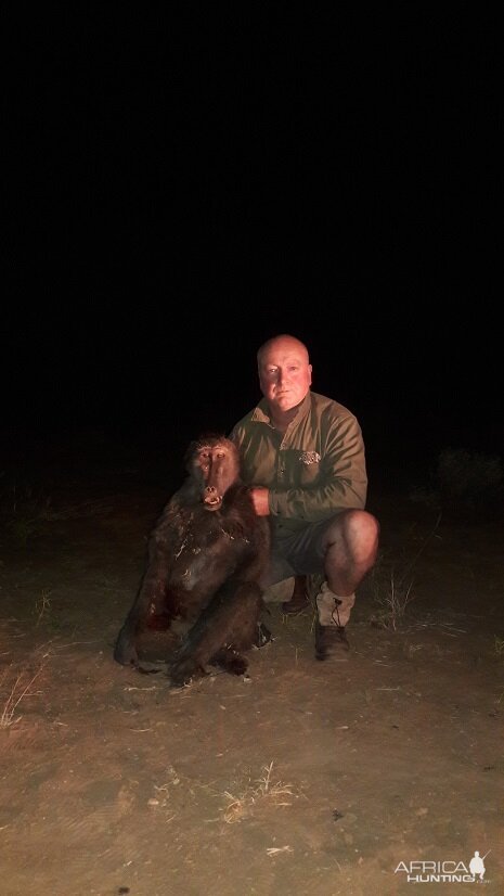 Baboon Namibia