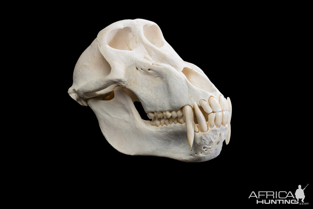 Baboon Skull Cleaned