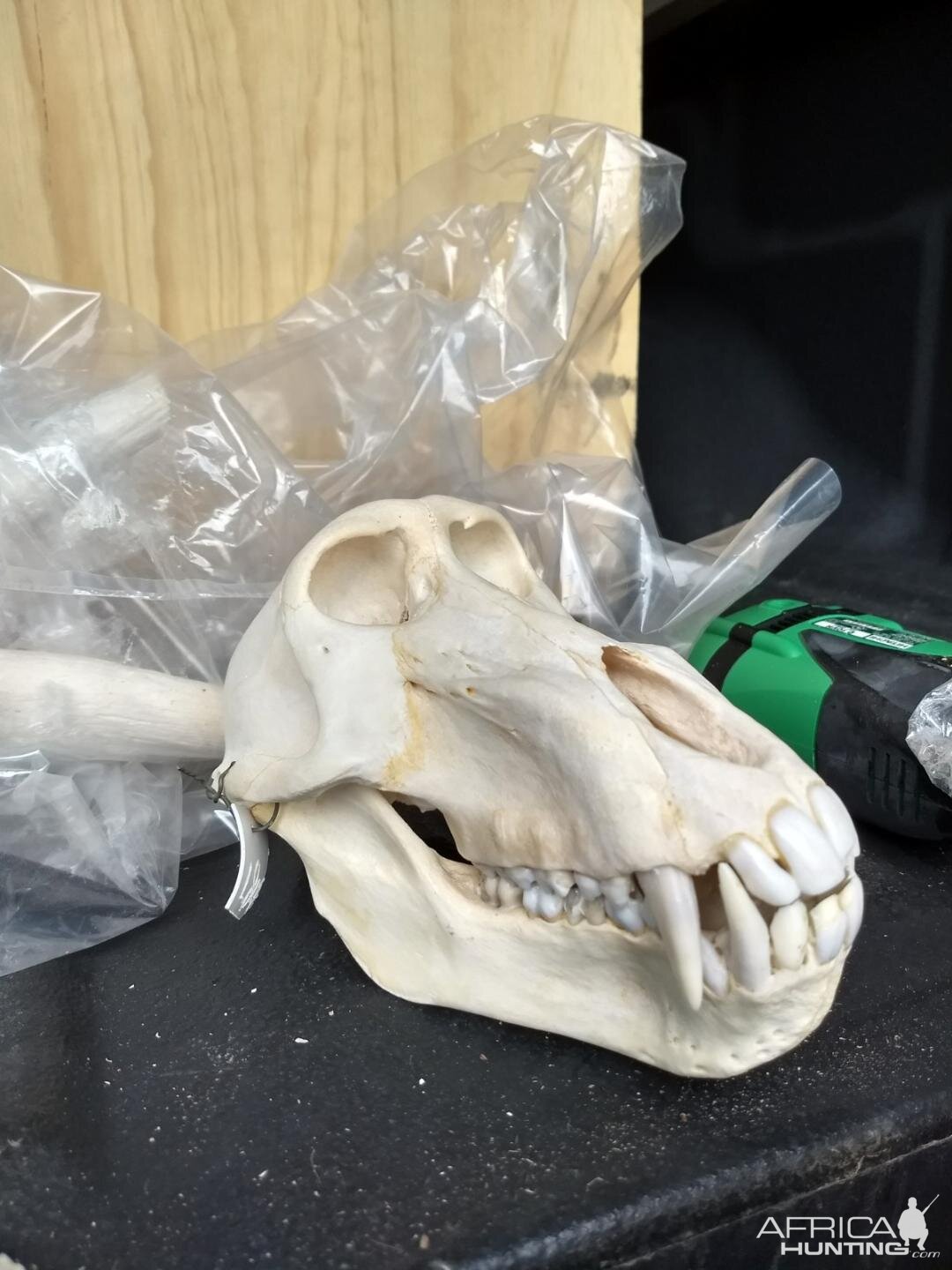 Baboon Skull Mount Taxidermy