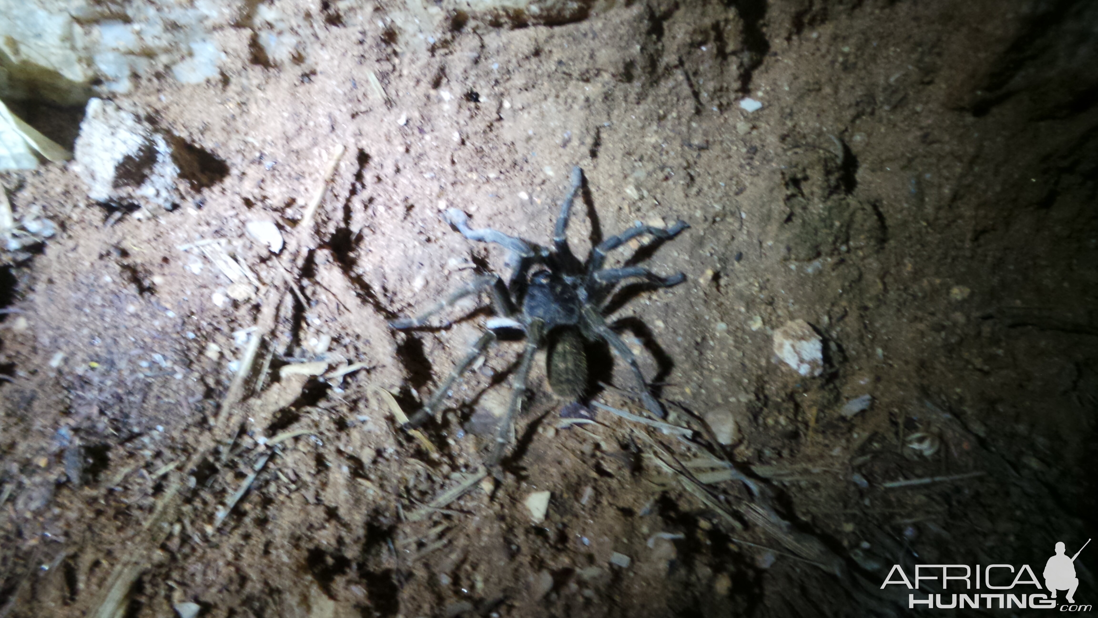 Baboon Spider Namibia