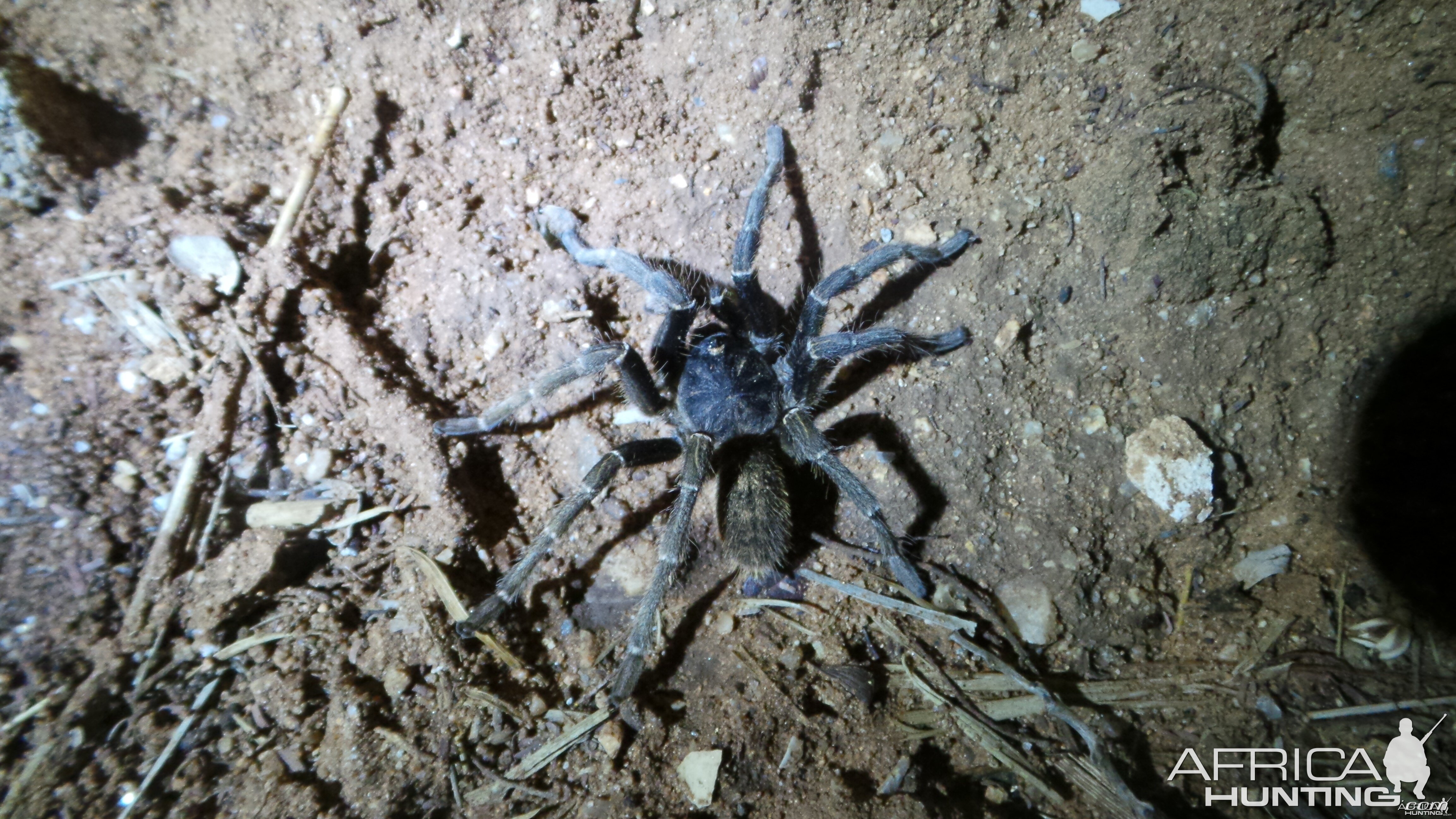 Baboon Spider Namibia