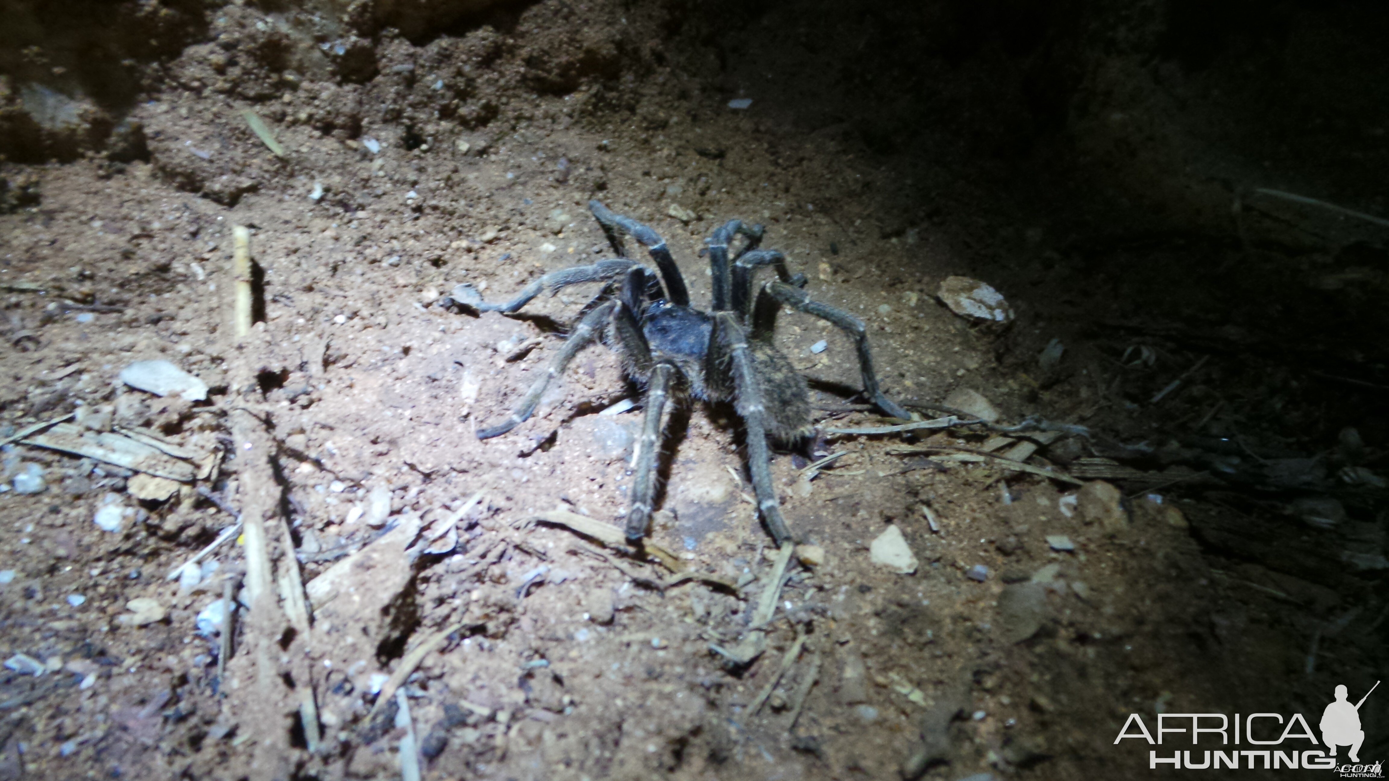 Baboon Spider Namibia