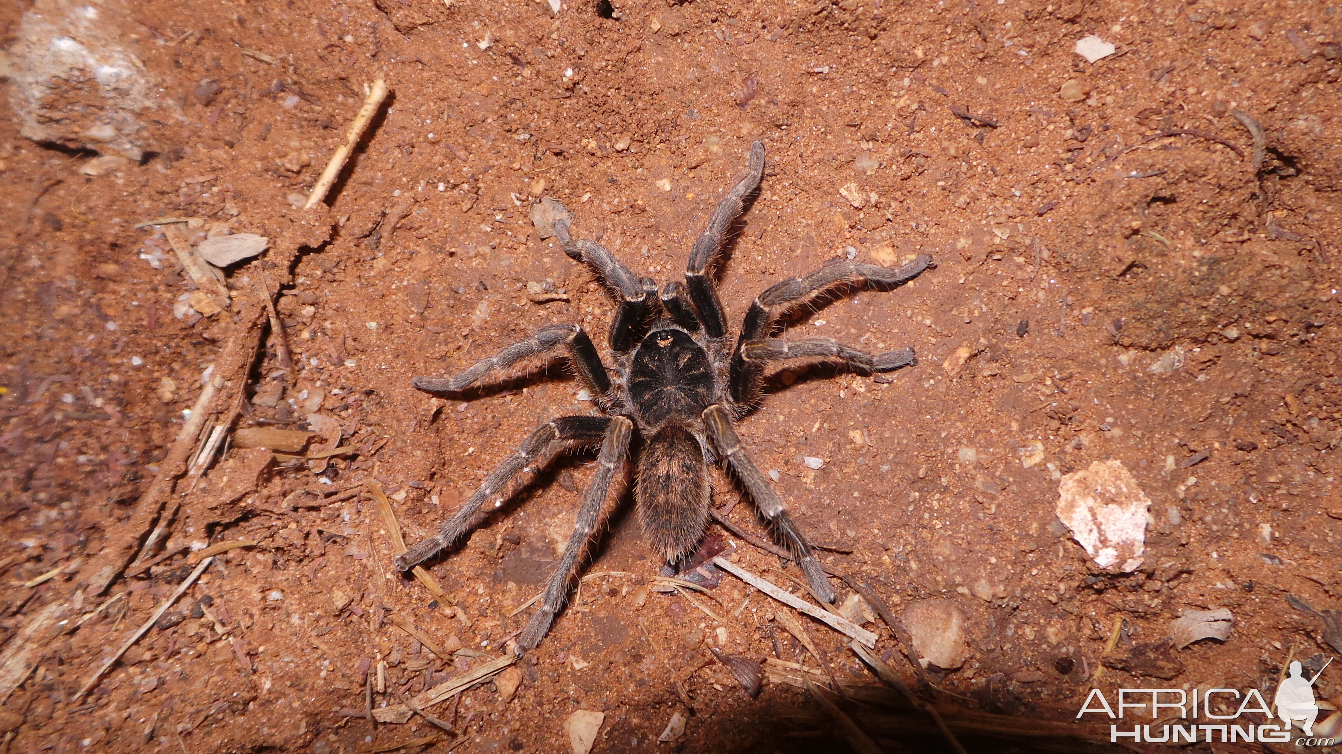 Baboon Spider Namibia