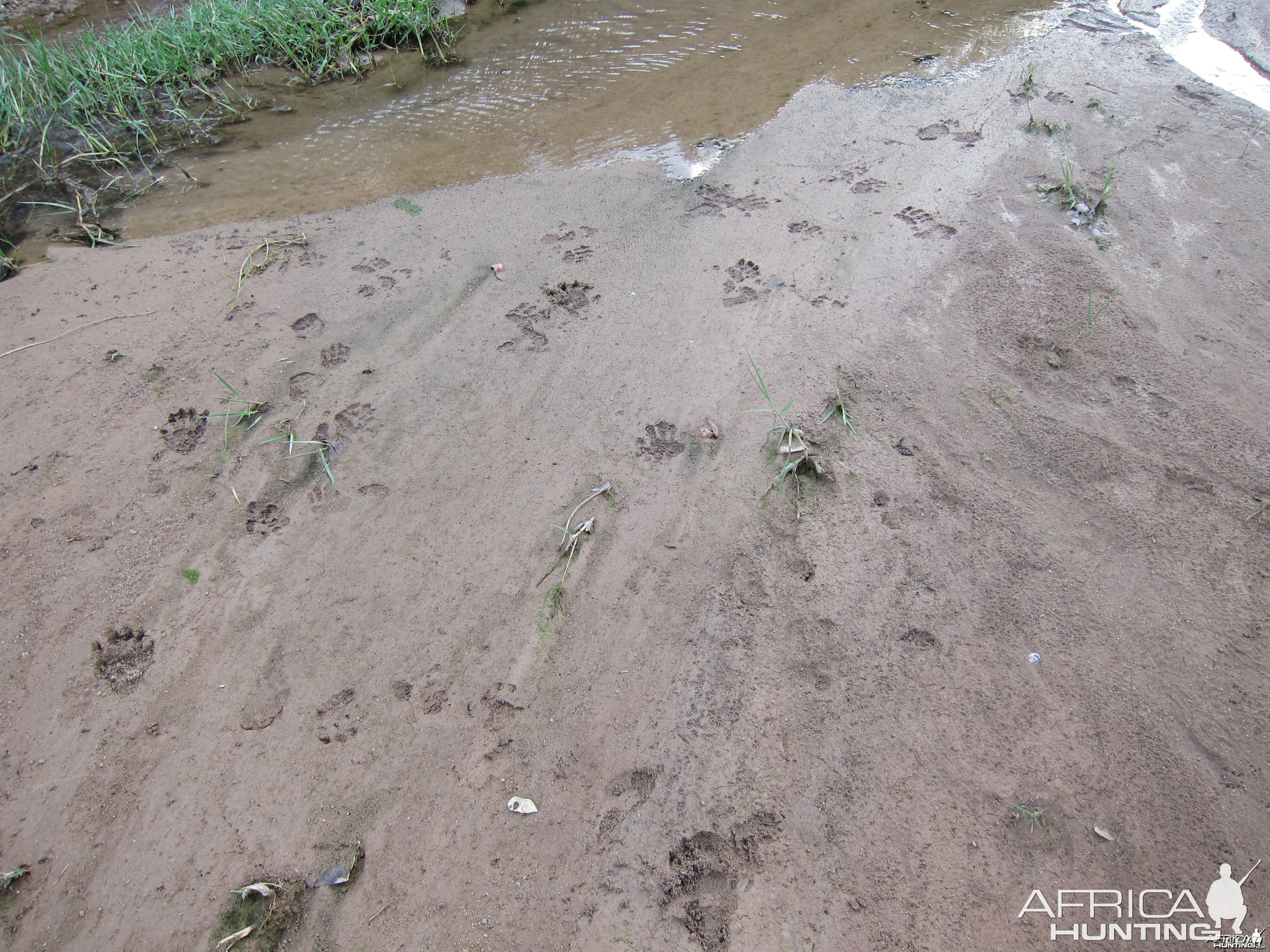 Baboon Tracks Damaraland Namibia