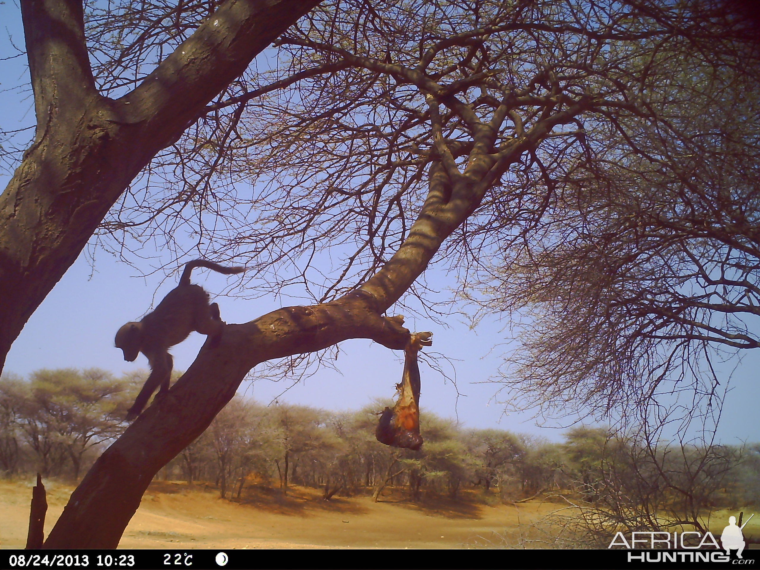 Baboon Trail Camera