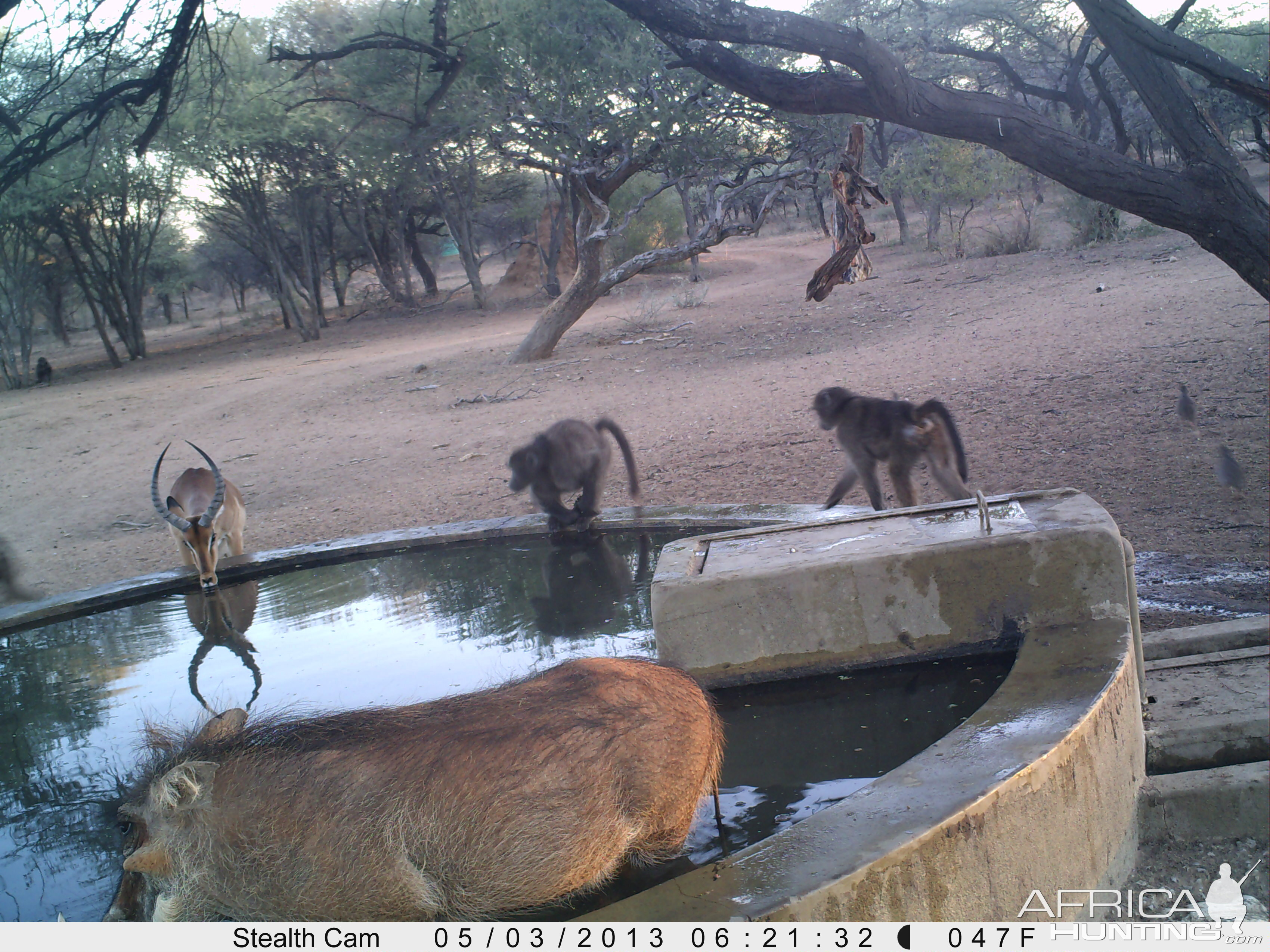 Baboon Trail Camera