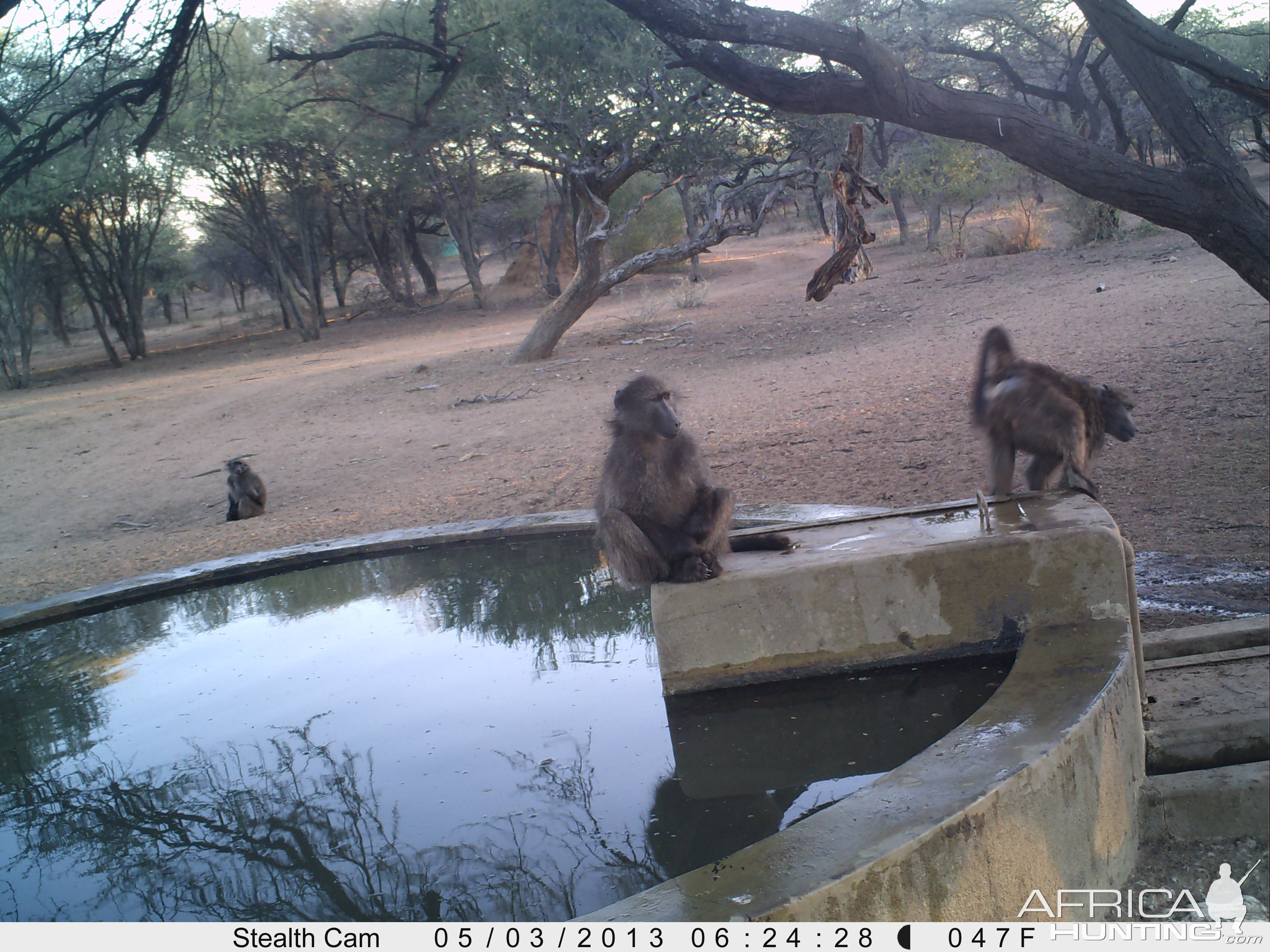 Baboon Trail Camera