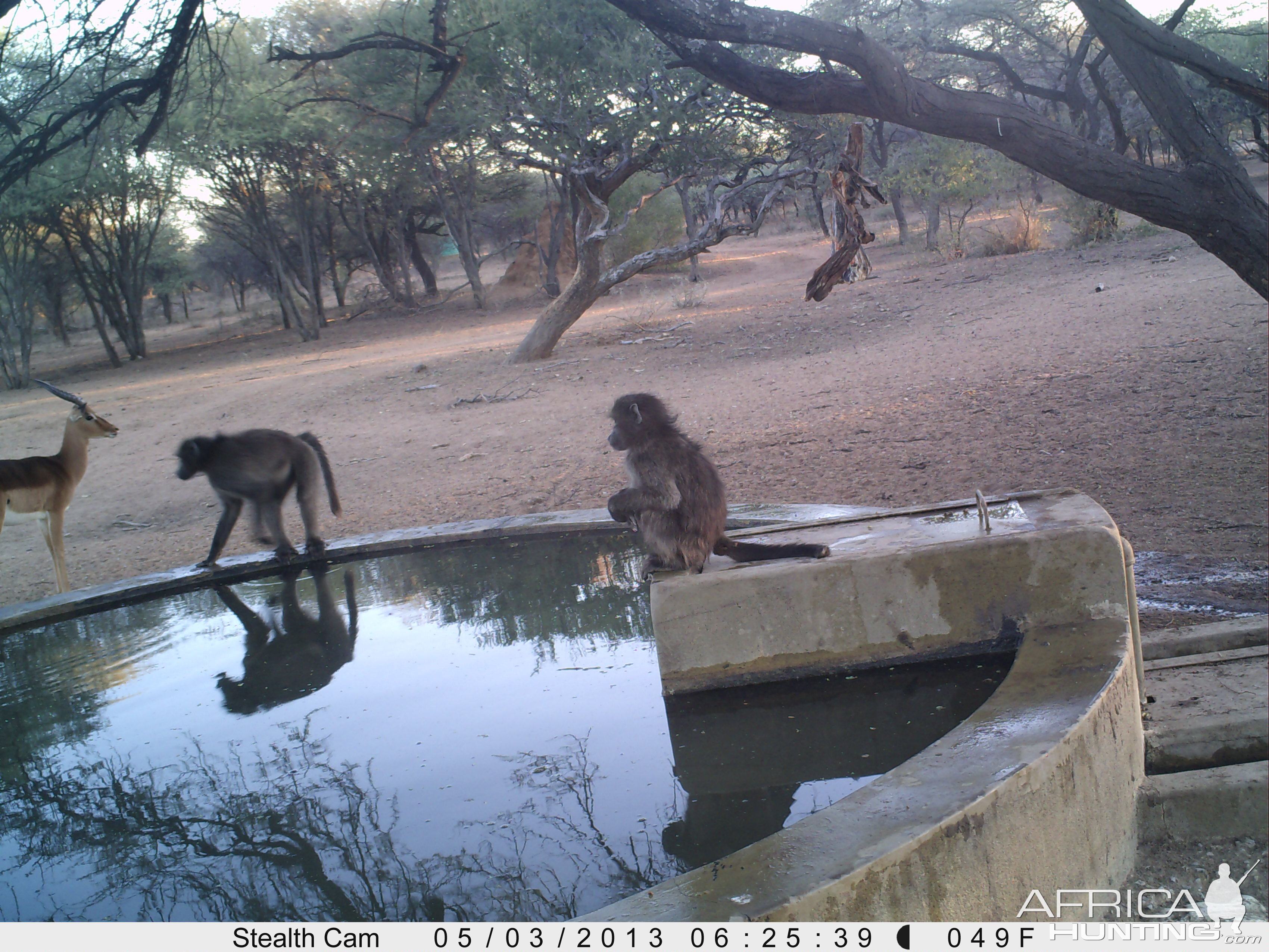 Baboon Trail Camera