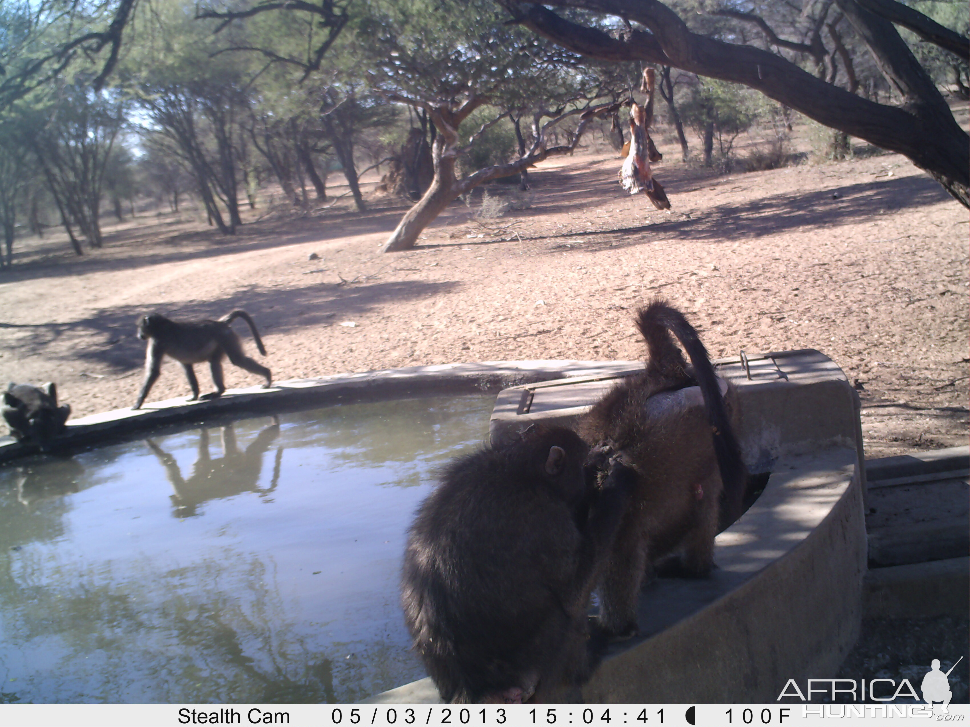 Baboon Trail Camera