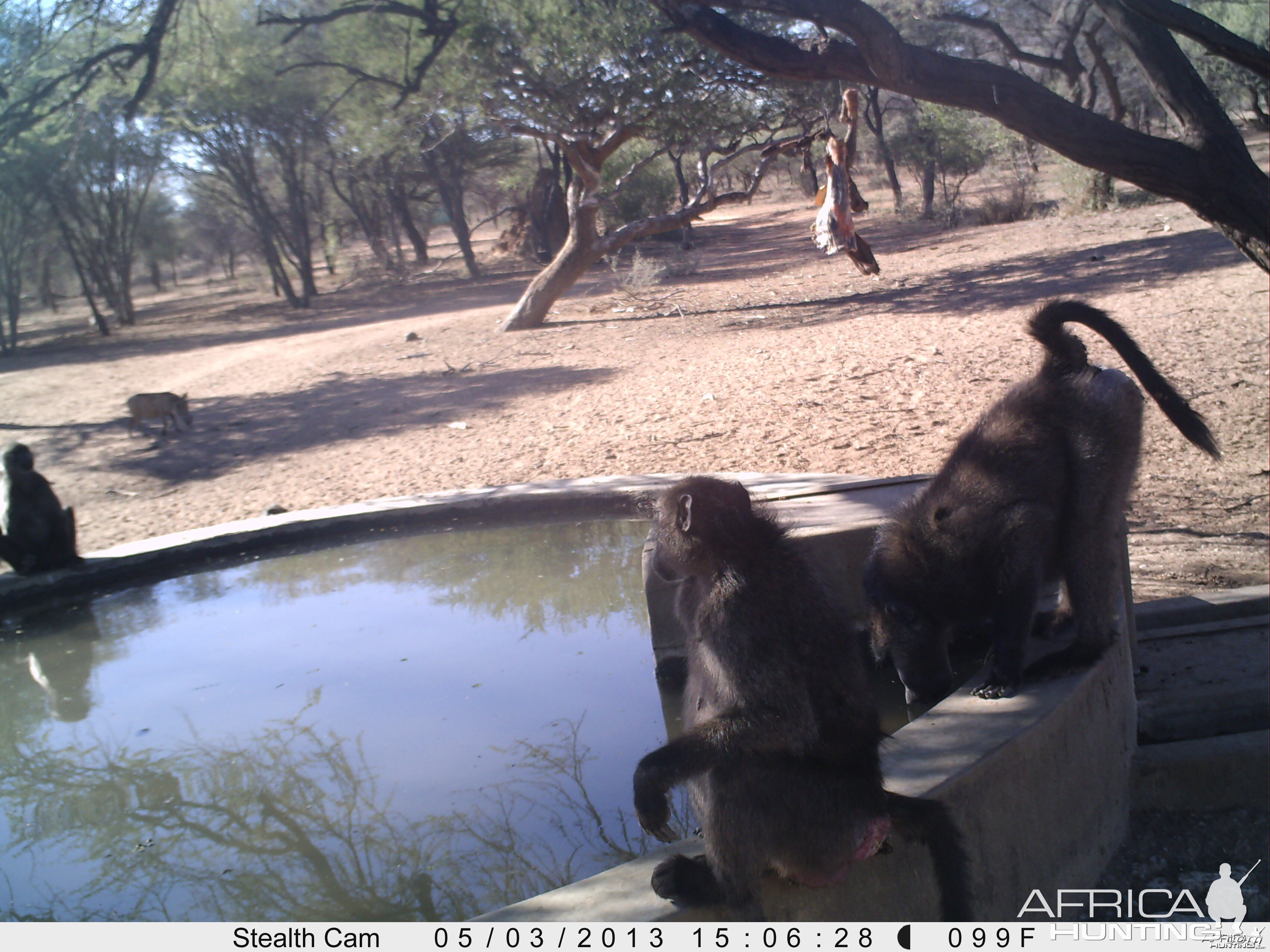 Baboon Trail Camera