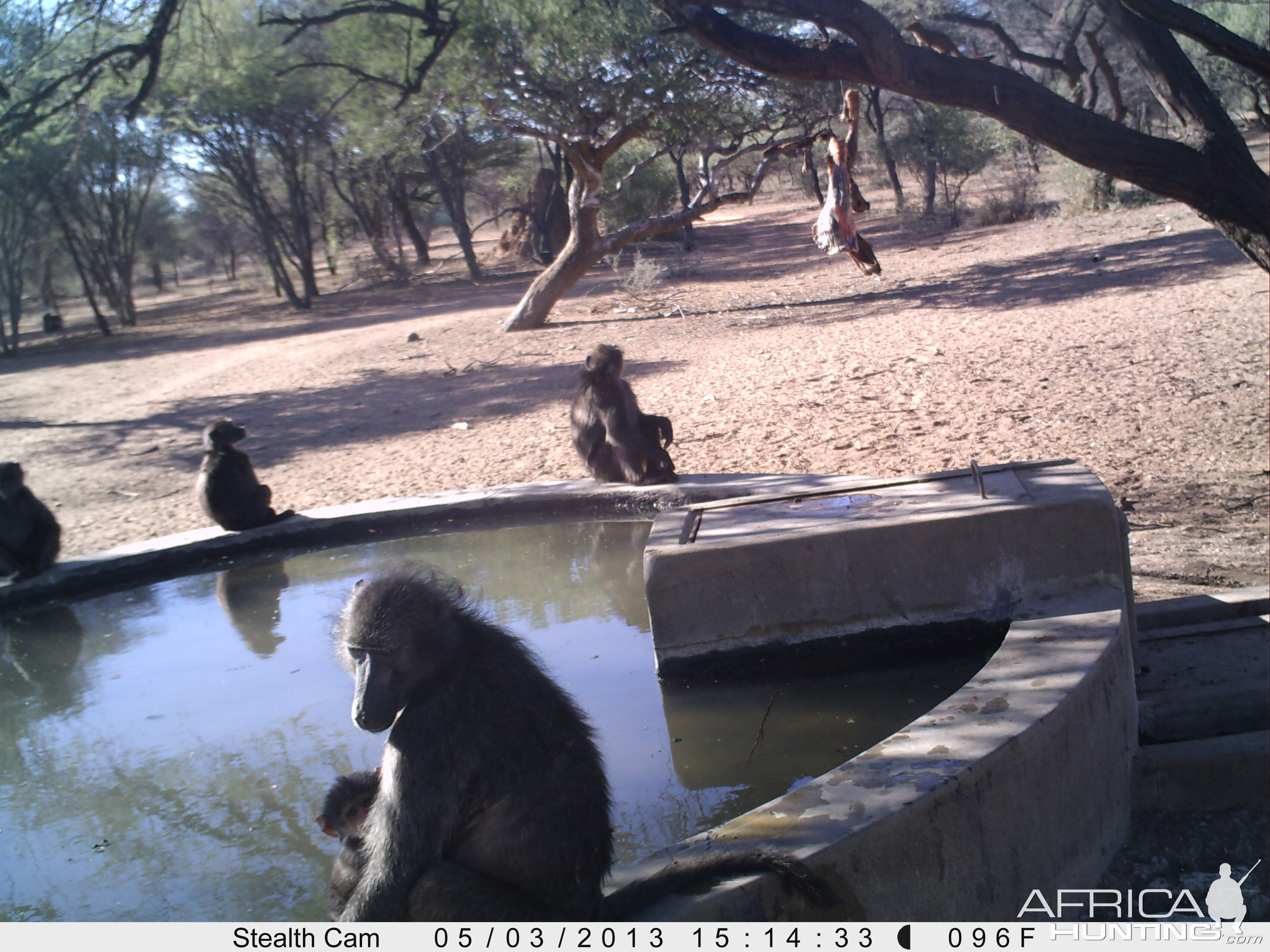 Baboon Trail Camera