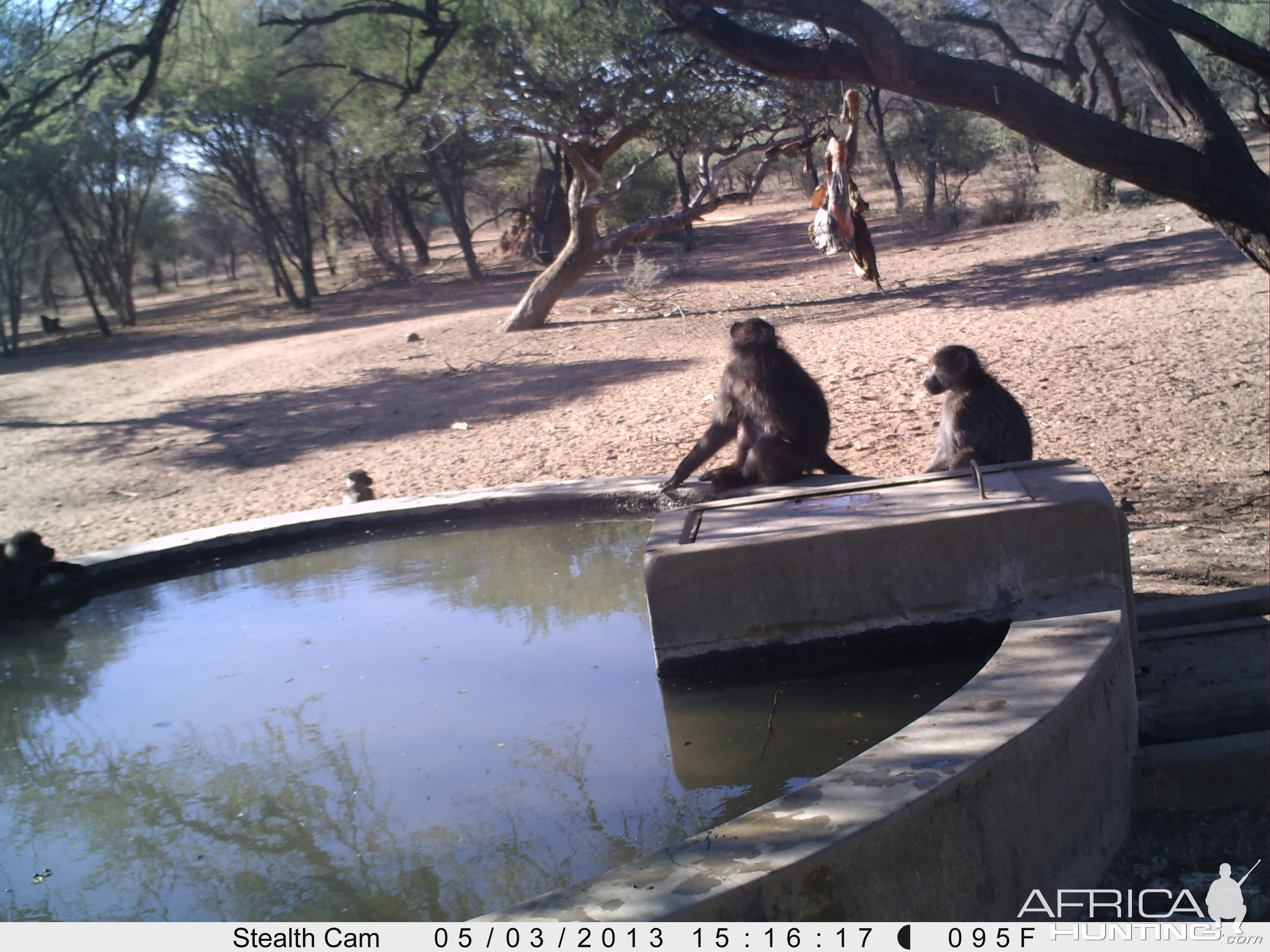 Baboon Trail Camera