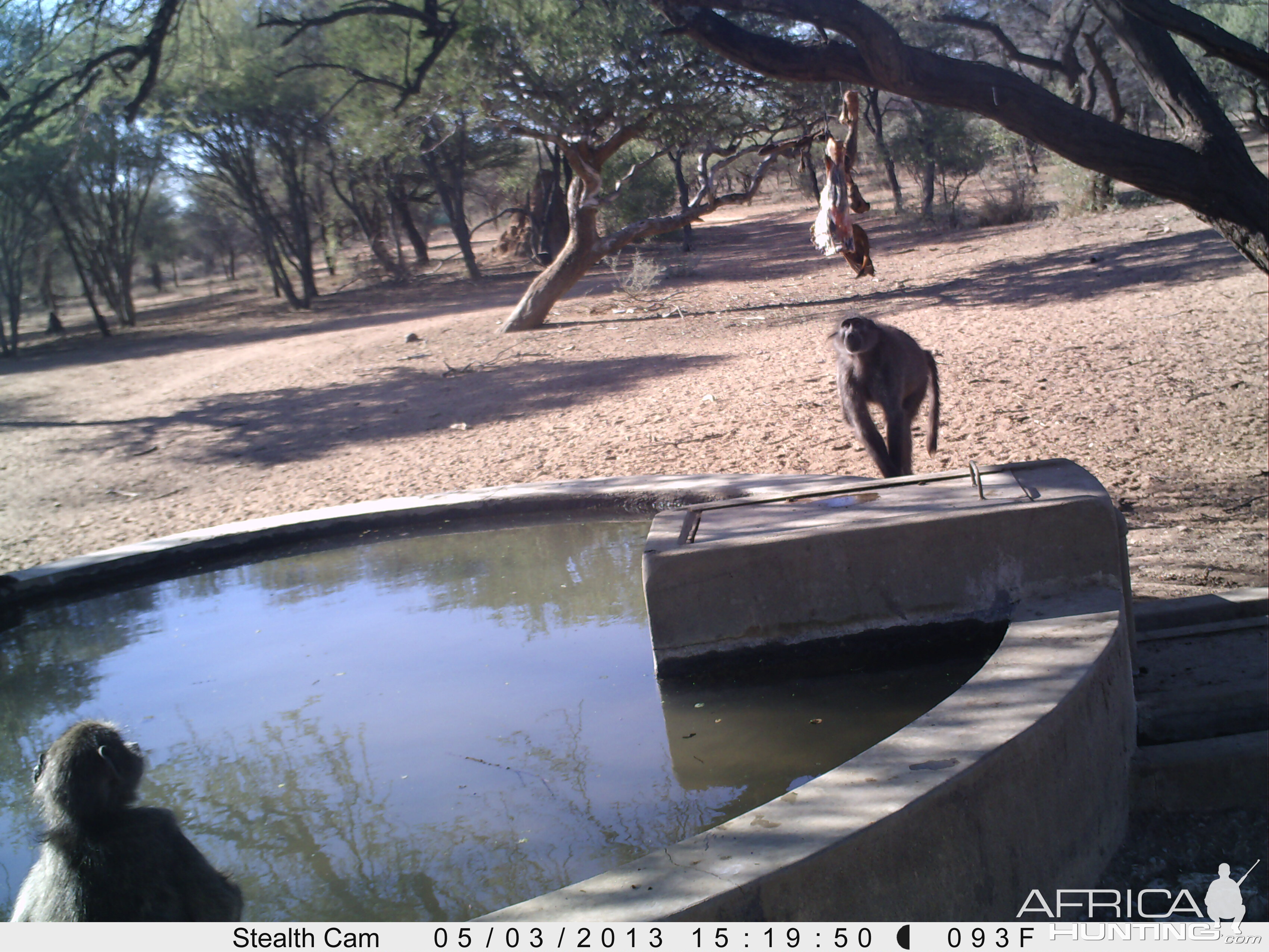 Baboon Trail Camera